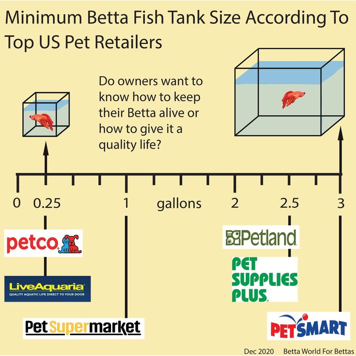 Best Hamster for Kids