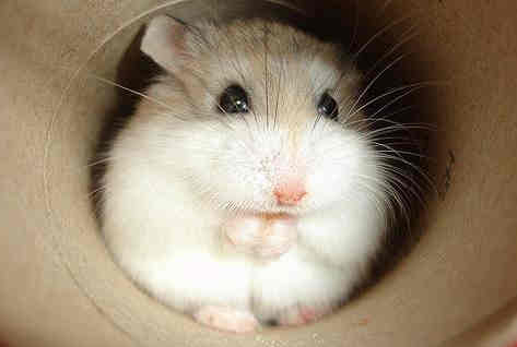 Smart Ways to Create Viral Crying Hamster Memes in 2025