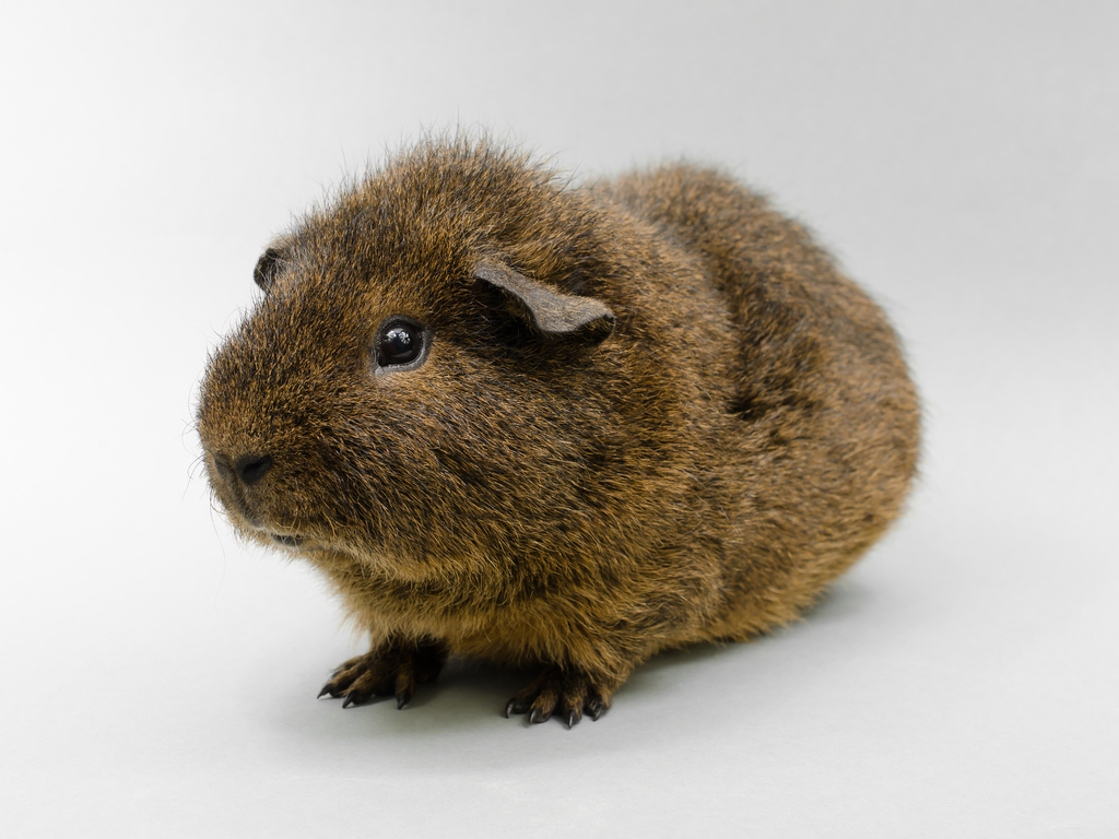Top 5 Smart Ways to Enhance Your Roborovski Dwarf Hamster's Life in 2025