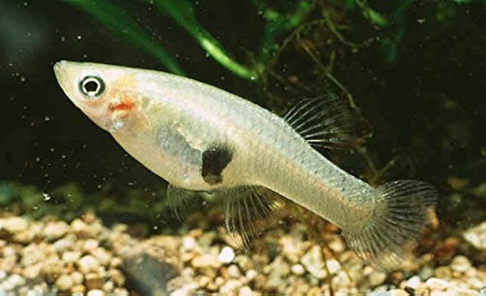 Smart Ways to Choose Cute, Beautiful Fish for Your Aquarium in 2025
