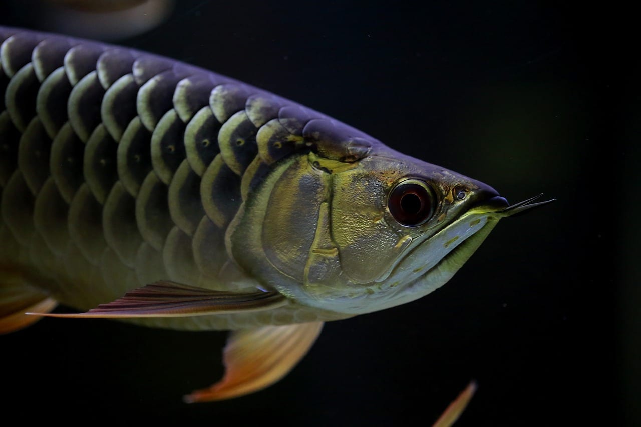 How to Maintain Healthy Betta Fish for Better Longevity in 2025