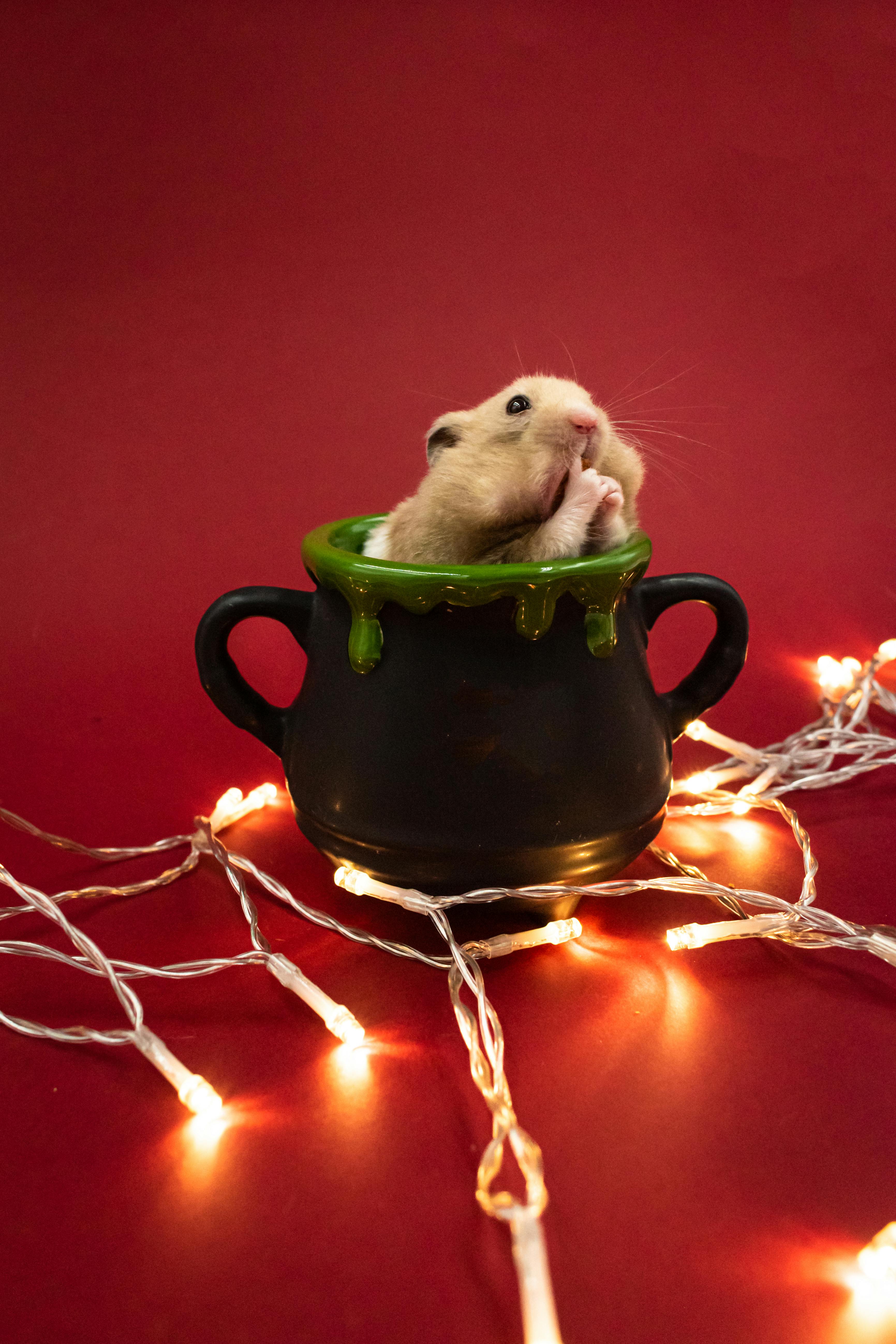 Hamster Character in Costume