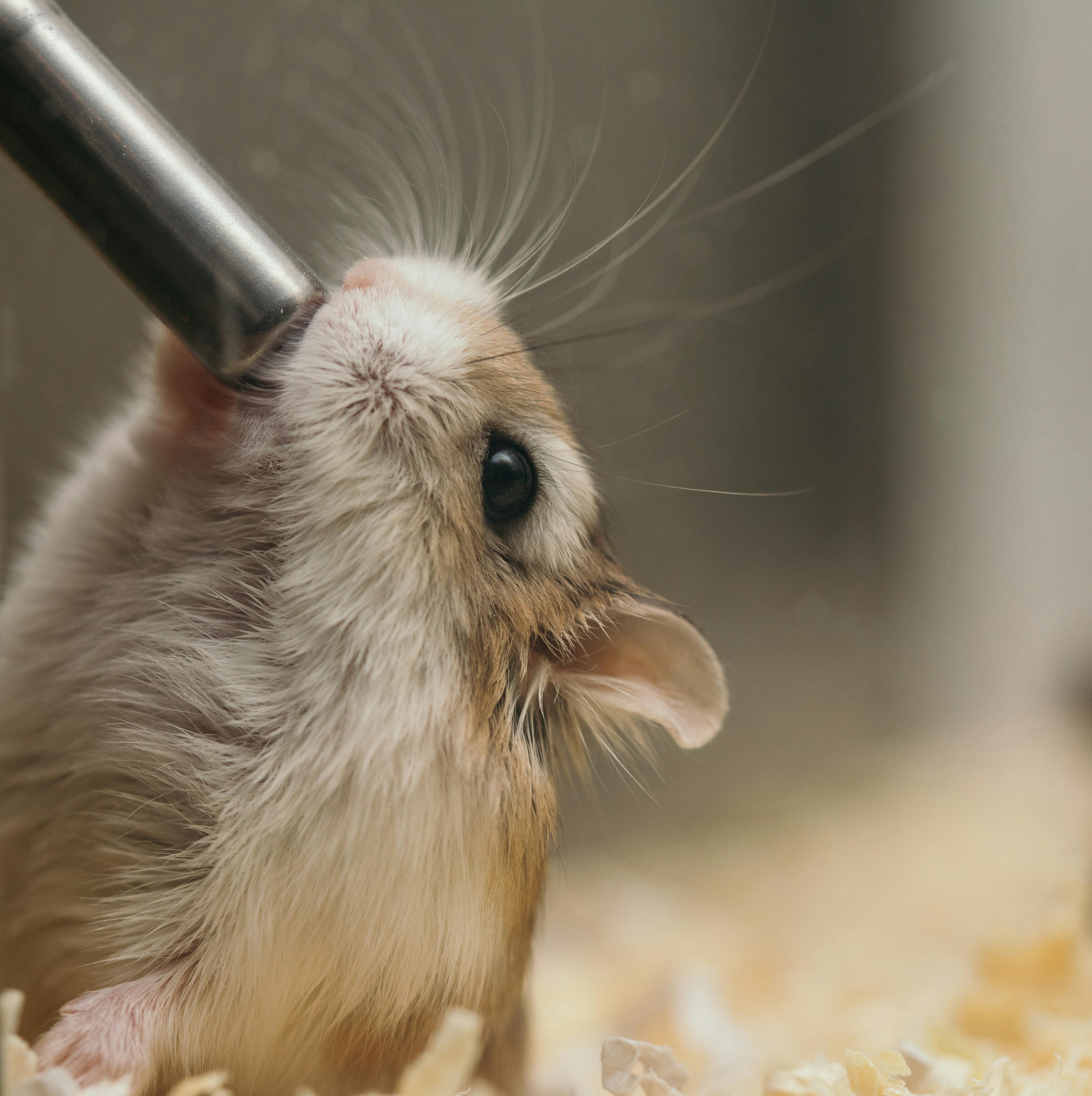 Comprehensive Guide to Robo Dwarf Hamsters: Simple Care Tips for 2025