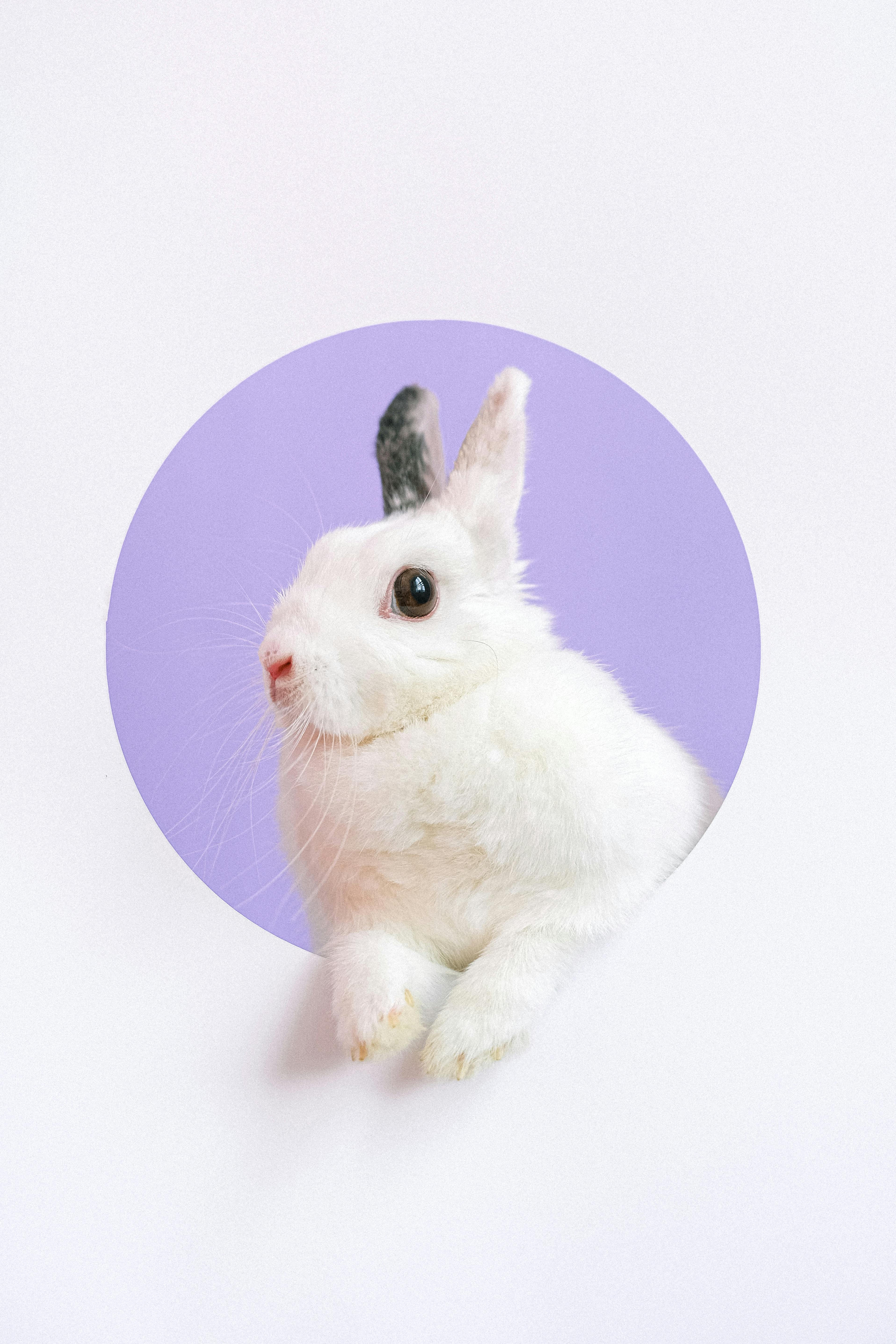 Roborovski Dwarf Hamster