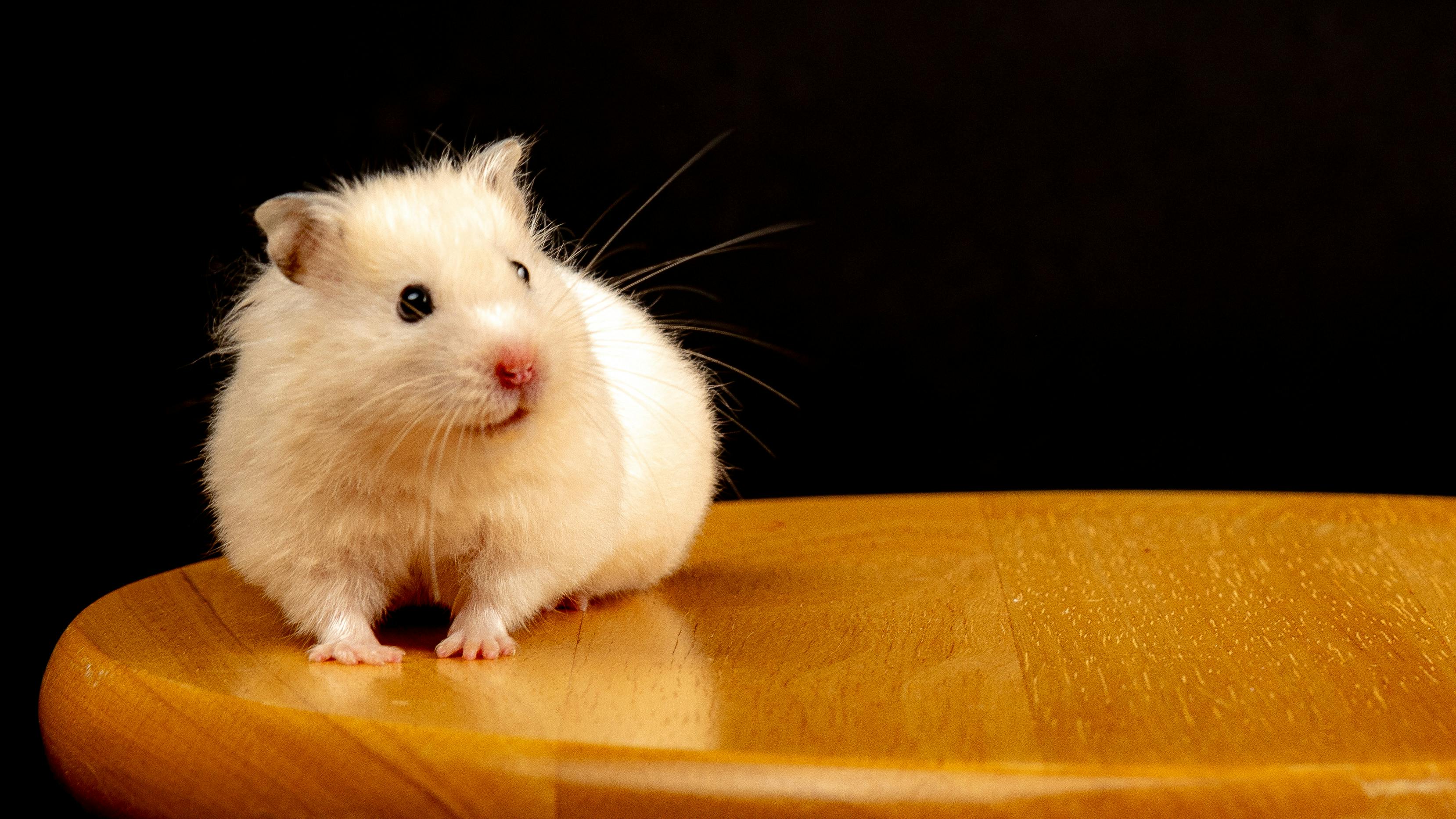 Effective Ways to Choose the Best Boy Hamster Names for 2025