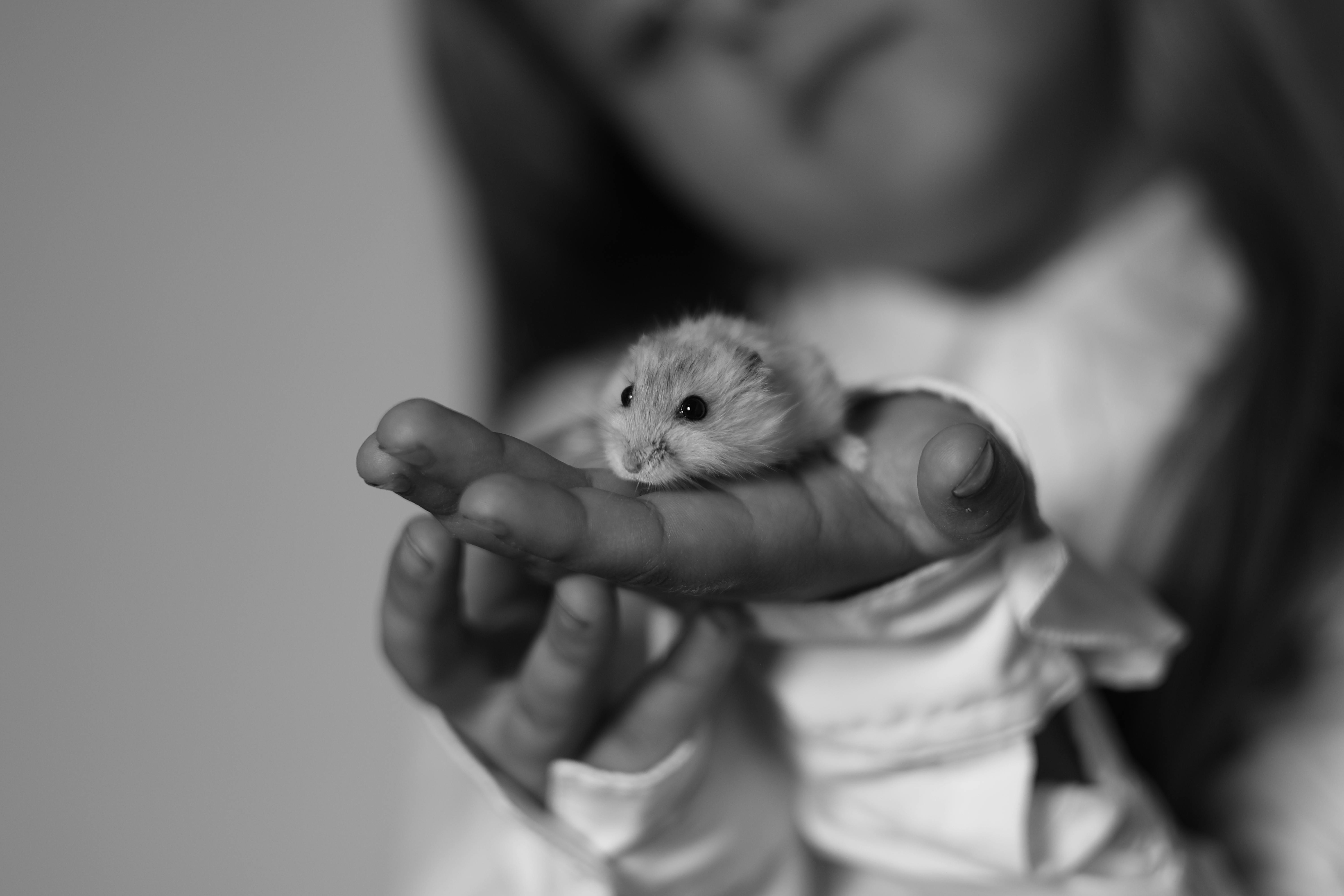 Interesting facts about hamsters