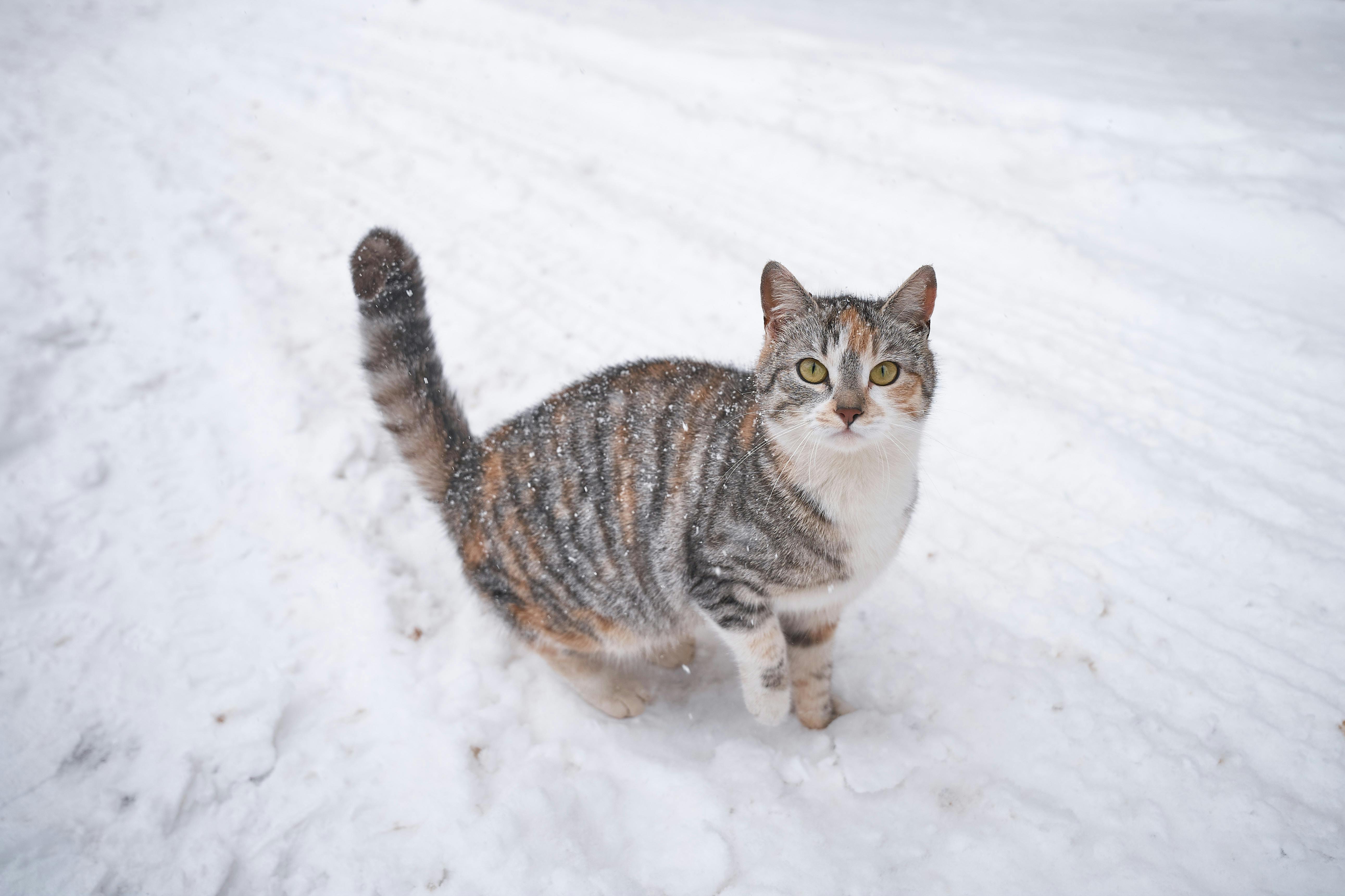 Smart Ways to Understand Mice Intelligence in 2025