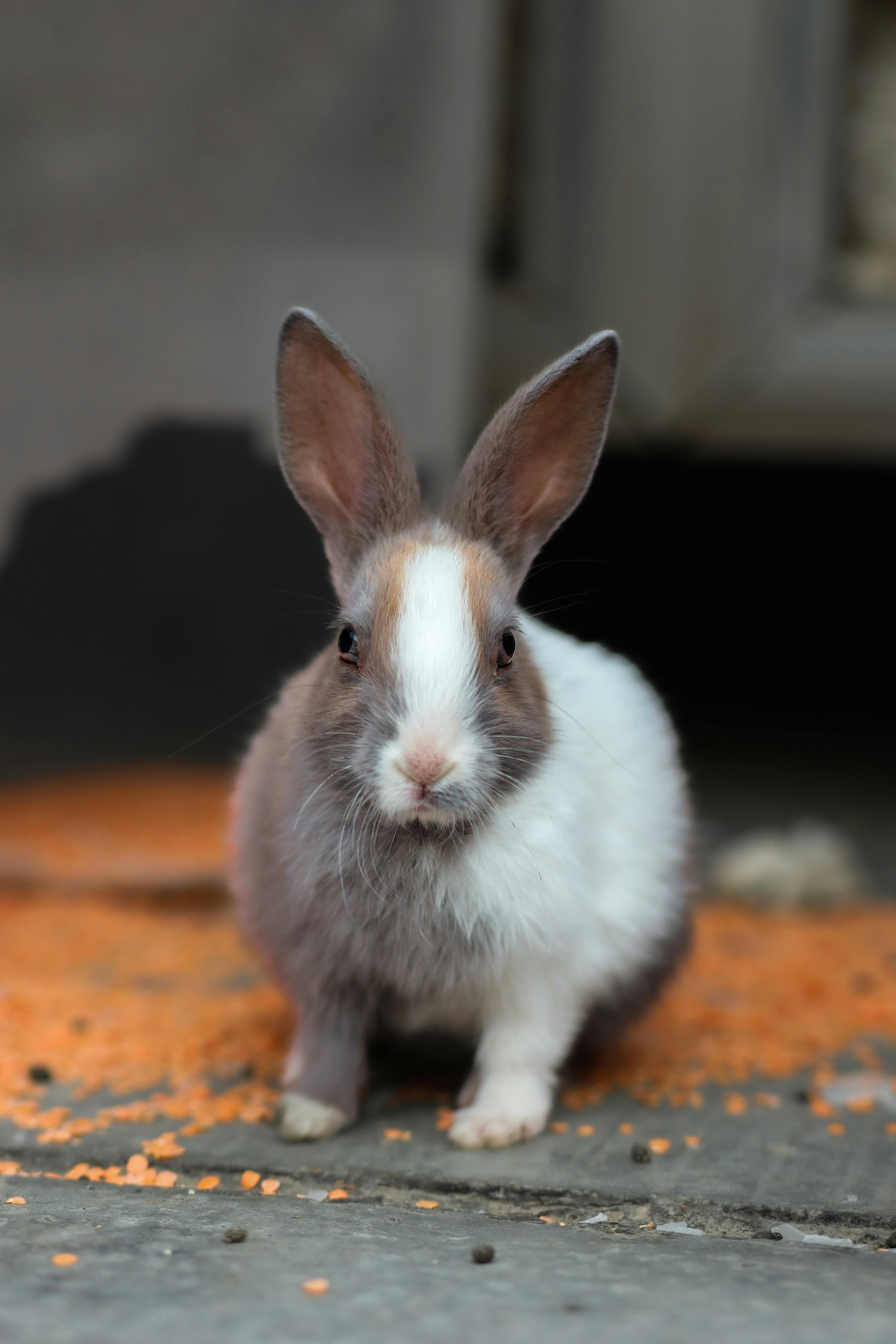 Best 7 Practical Hamster Tail Care Options for Happy Pets in 2025