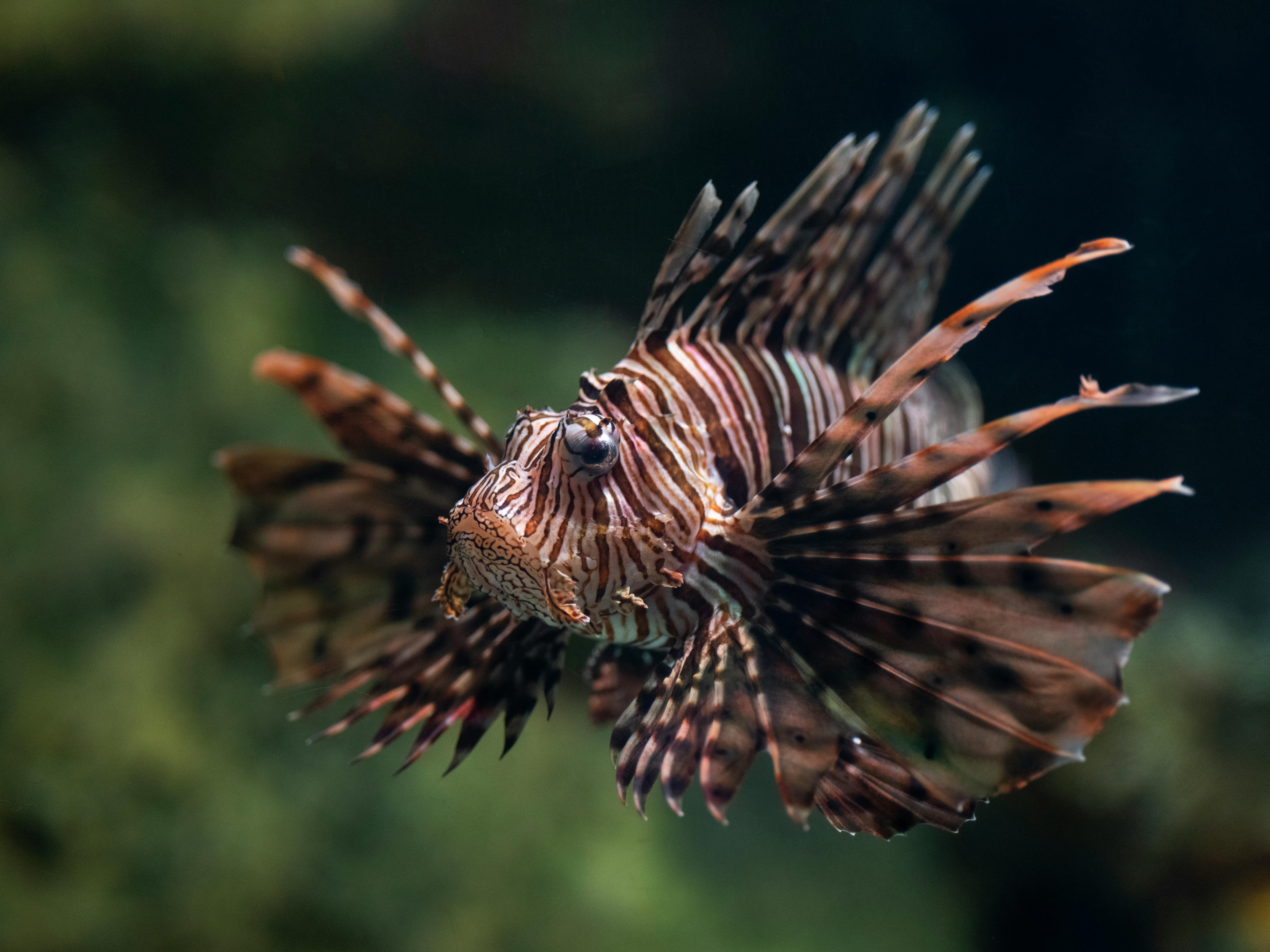 Smart Ways to Care for Your Copper Koi Betta in 2025