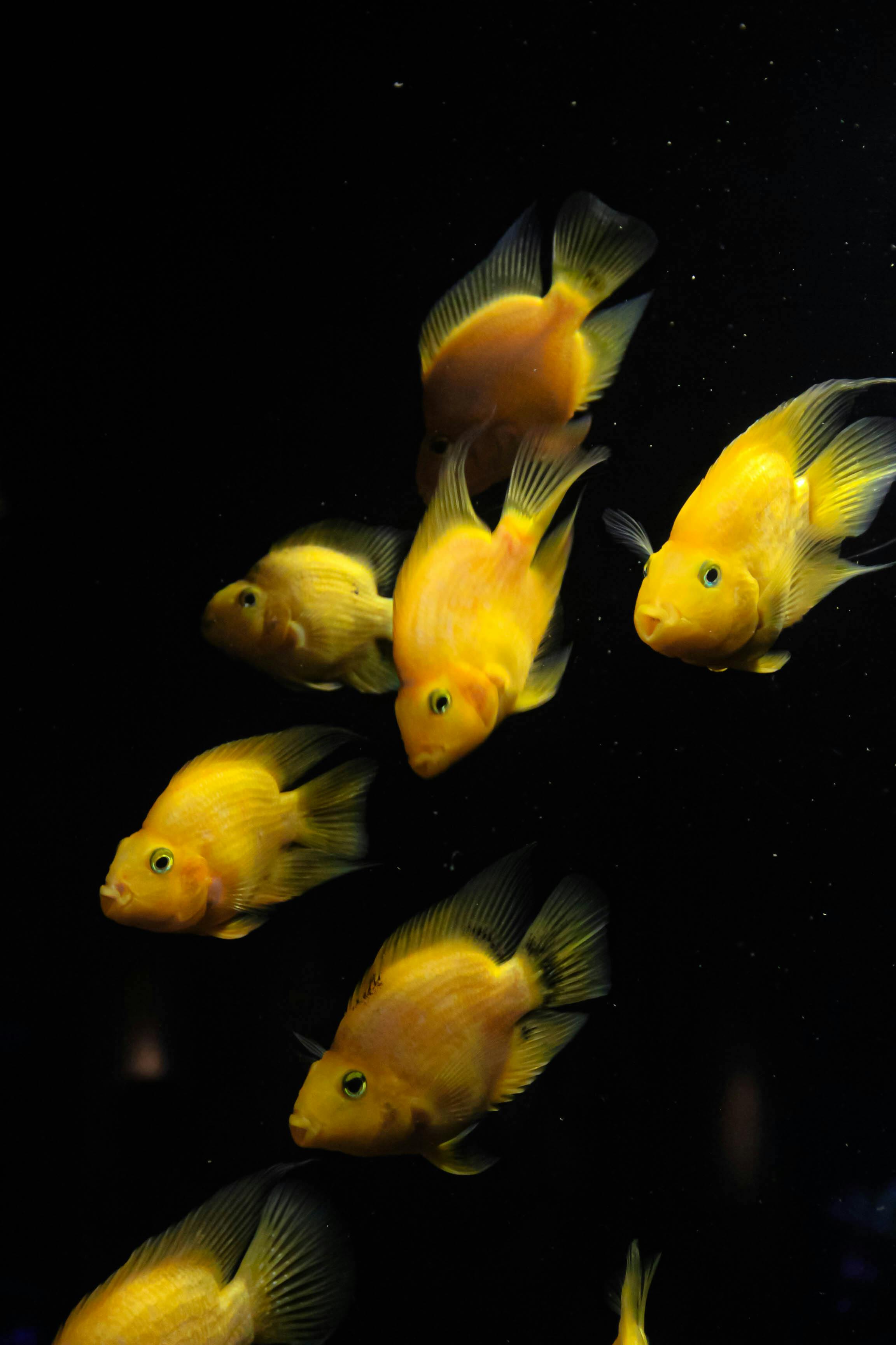 Best 5 Tetra Fish for a Colorful Aquarium in 2025