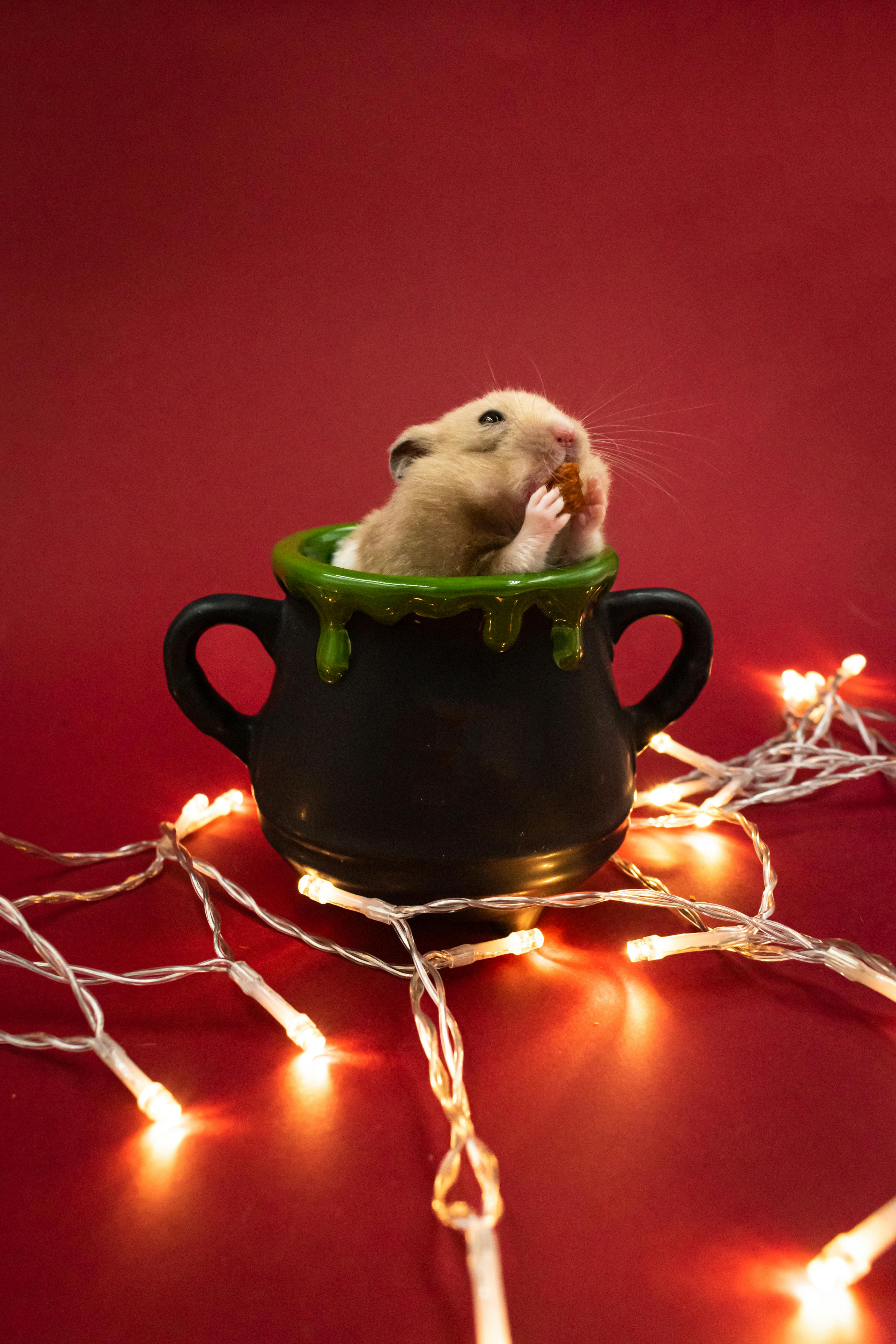 Additional Hamster Kombat Combo Cards