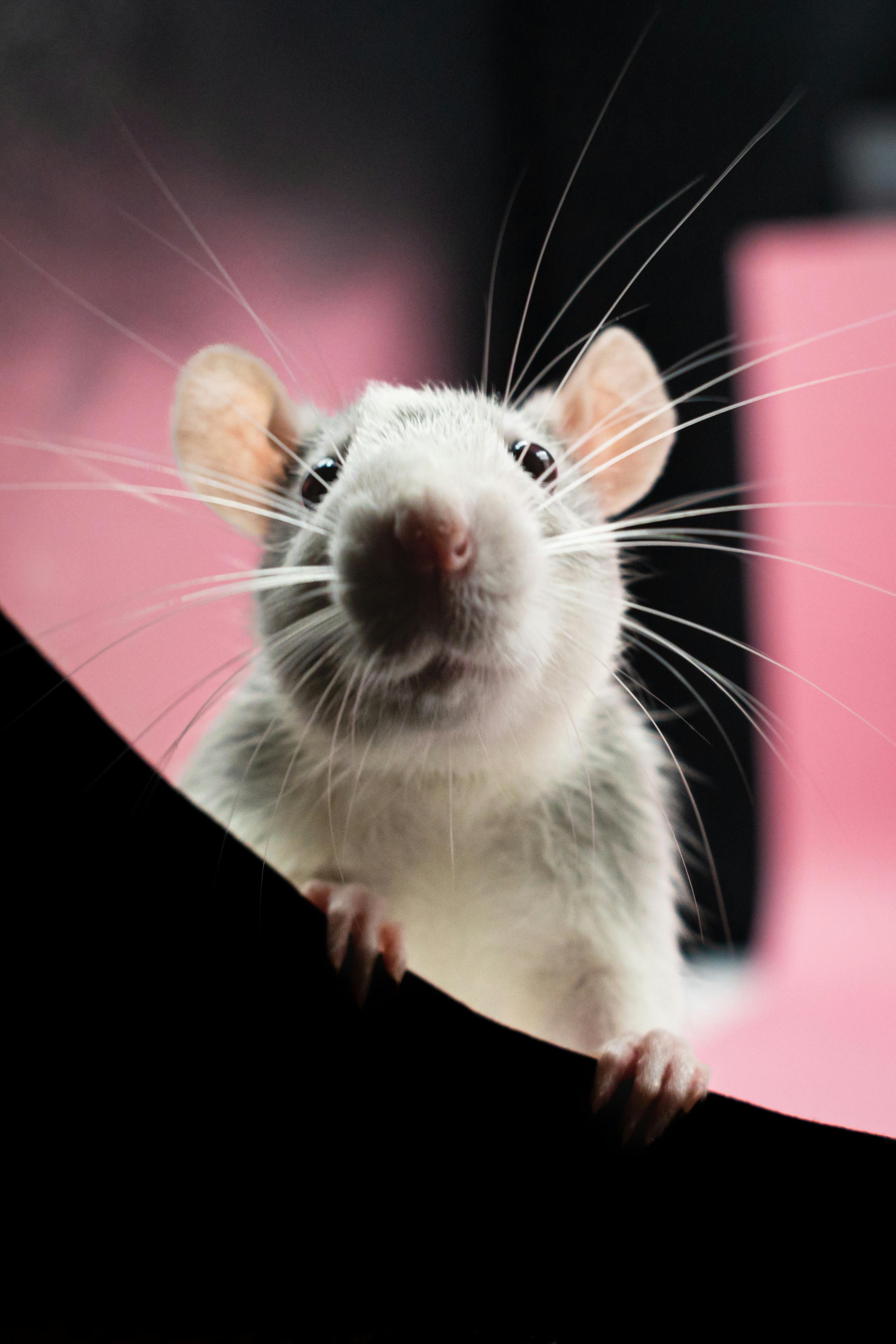 Syrian hamsters showcasing their unique characteristics