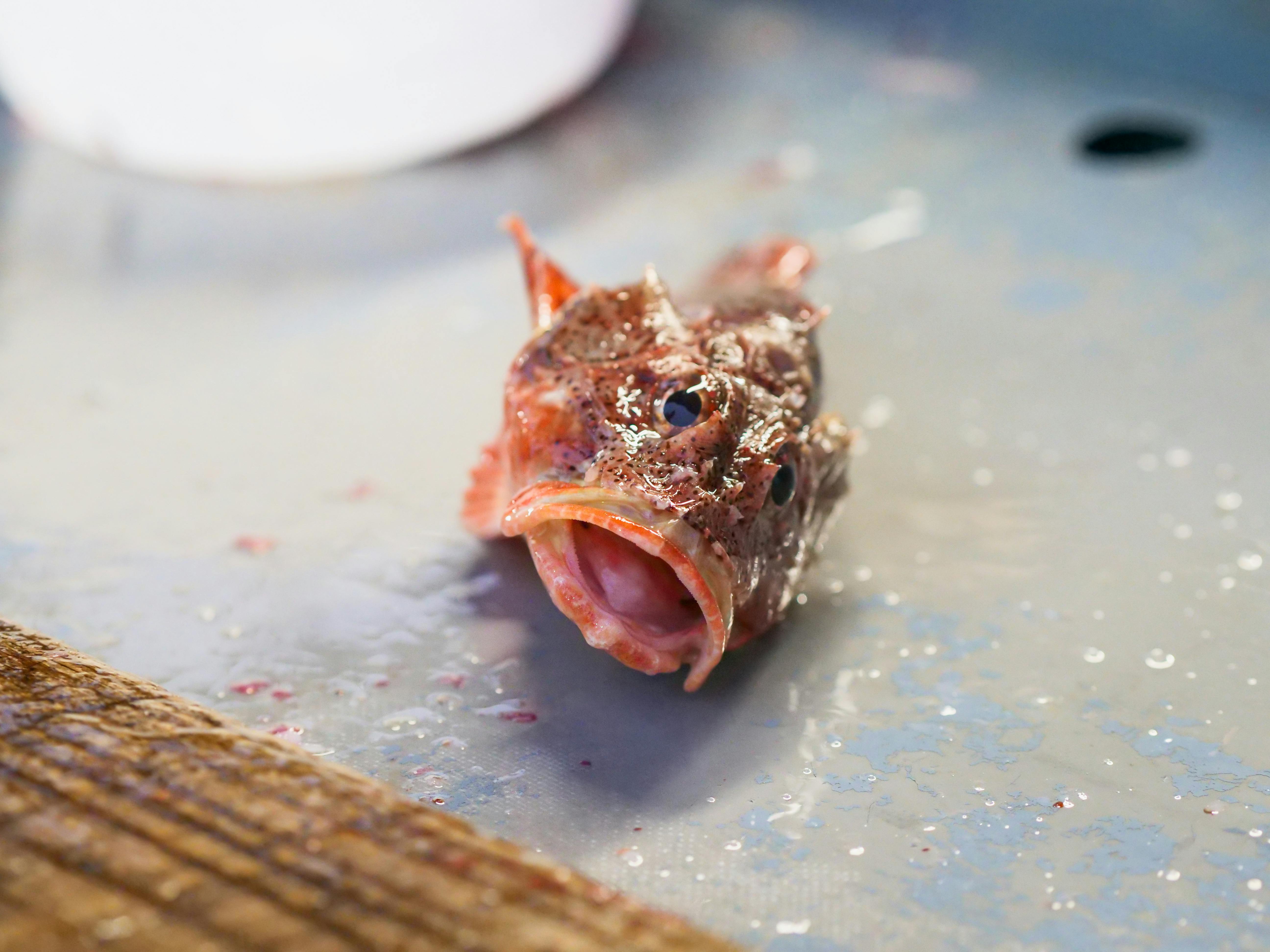 Effective Ways to Use Daphnia for Betta Fish in 2025