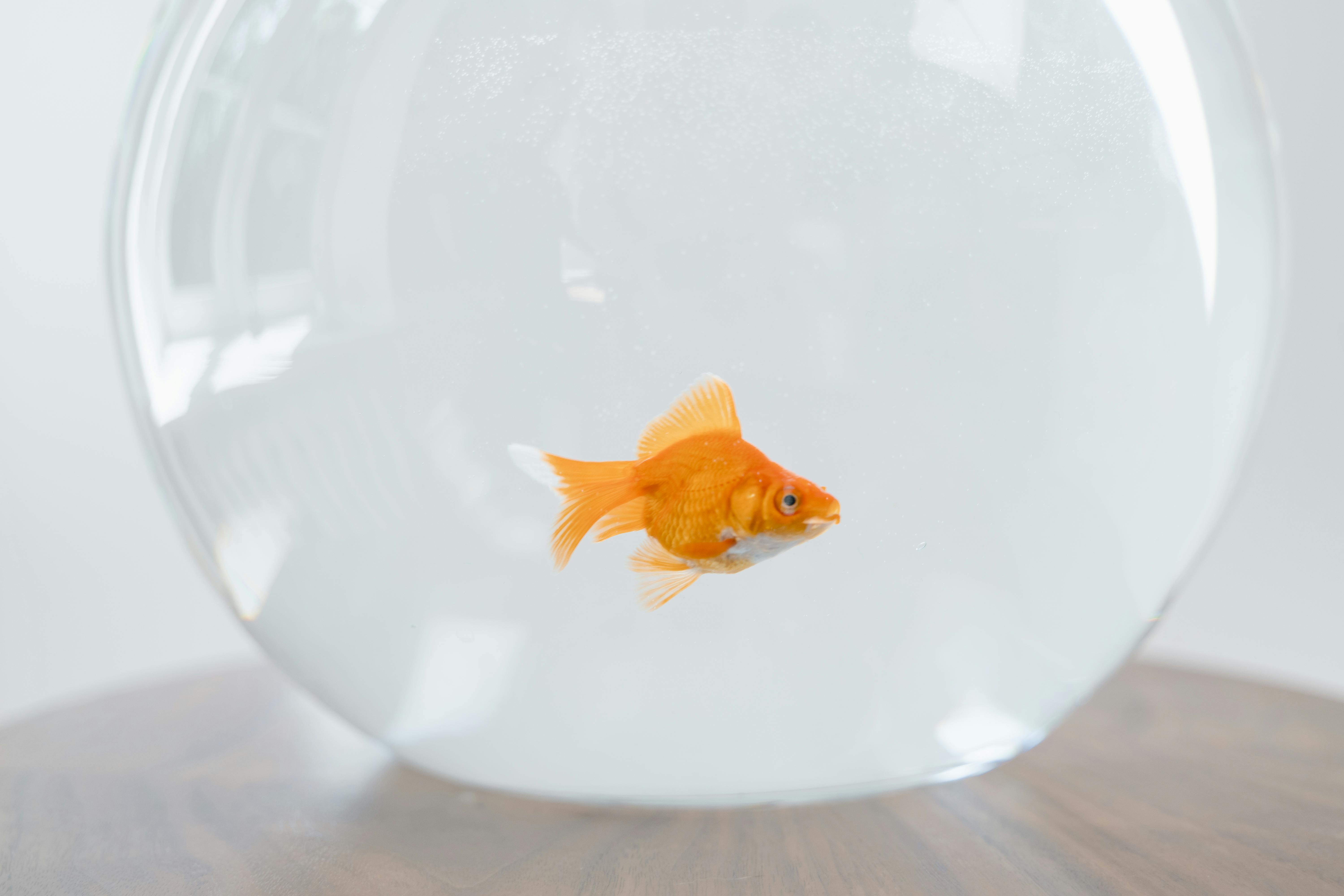 Top 5 Practical Solutions for Enhancing Guinea Pig Life in 2025