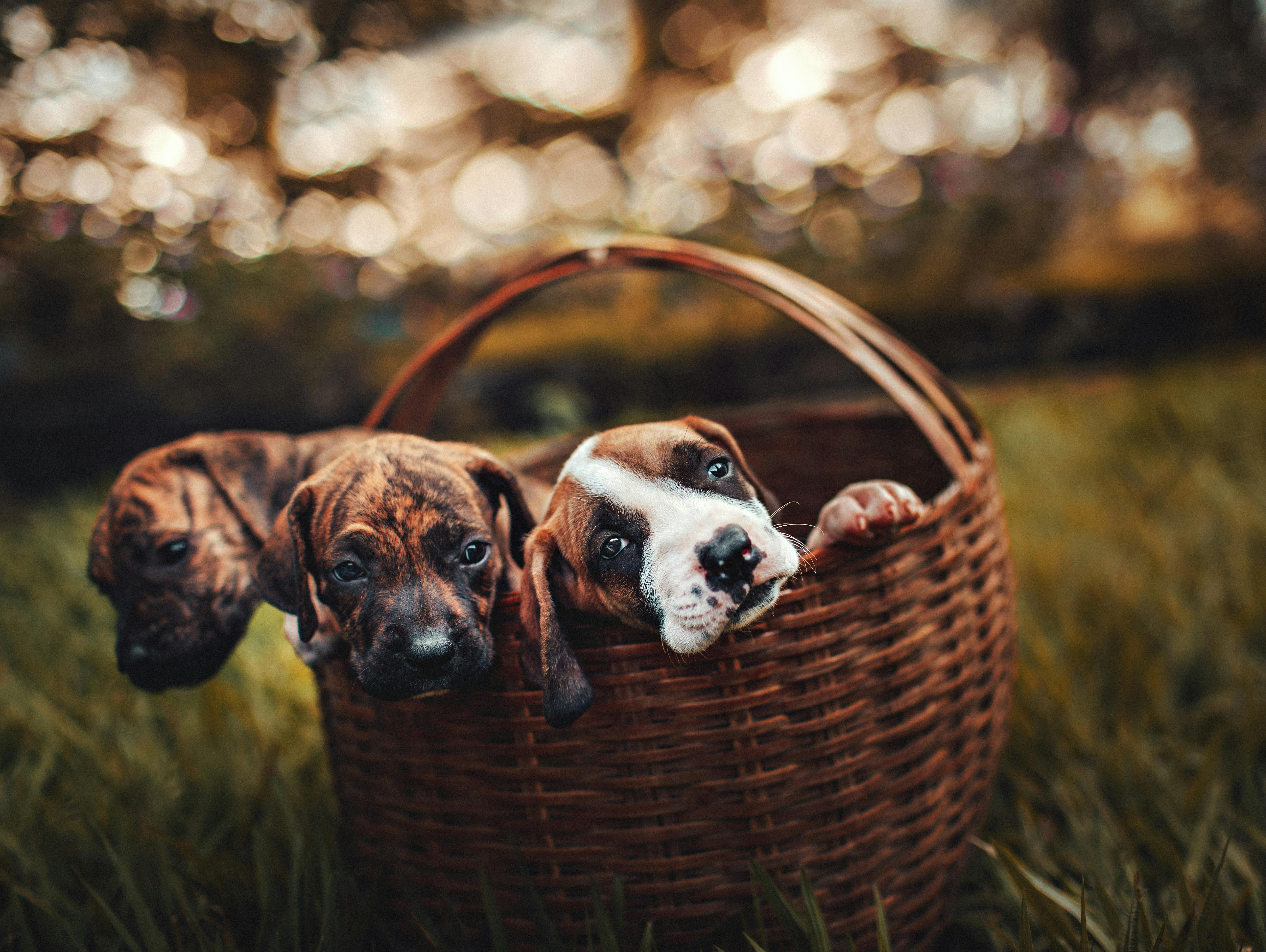 Practical Guide to Improve Your Dog Training Techniques in 2025: Get Started Today!