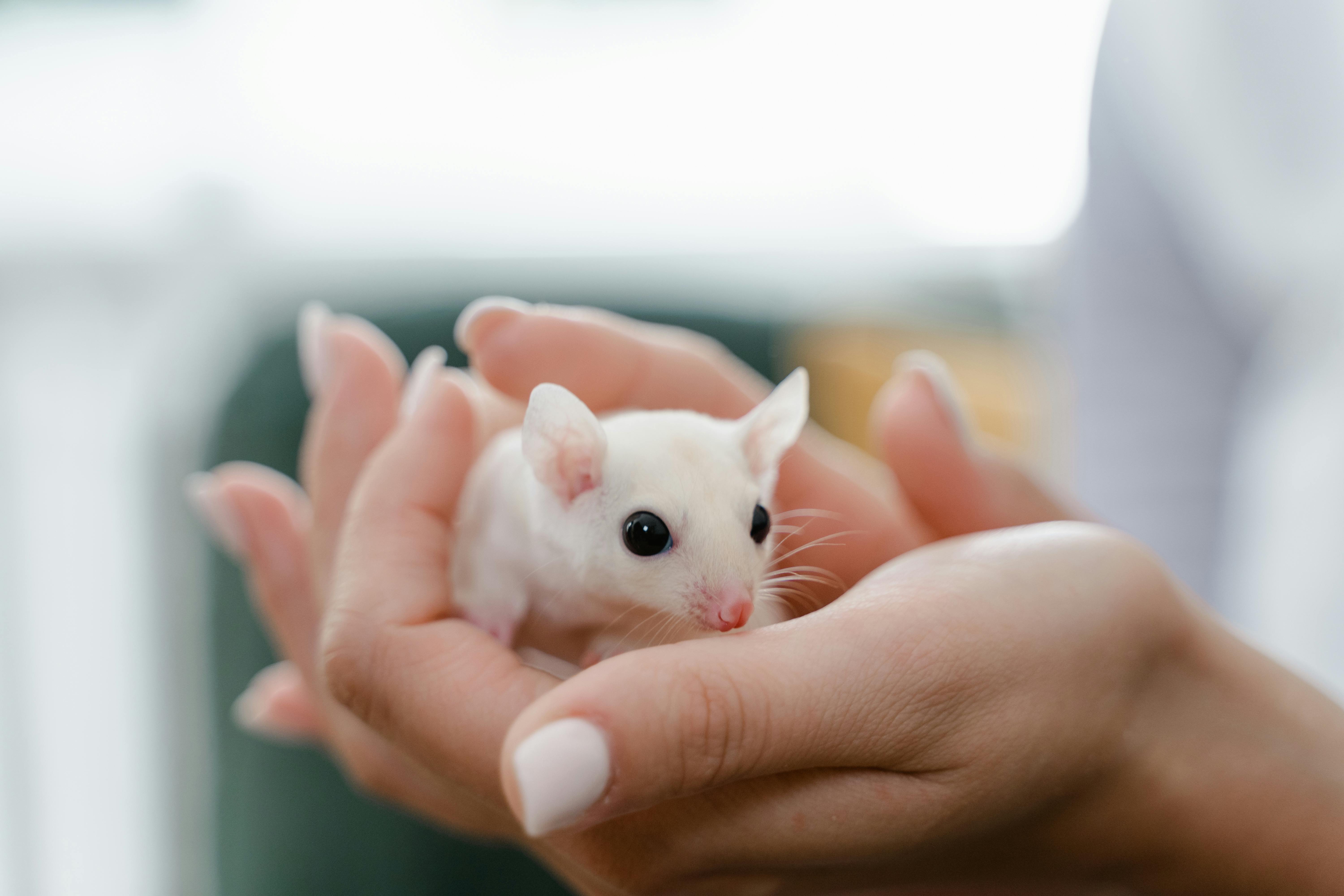 Top 5 Effective Pet Sharks for Your Home in 2025