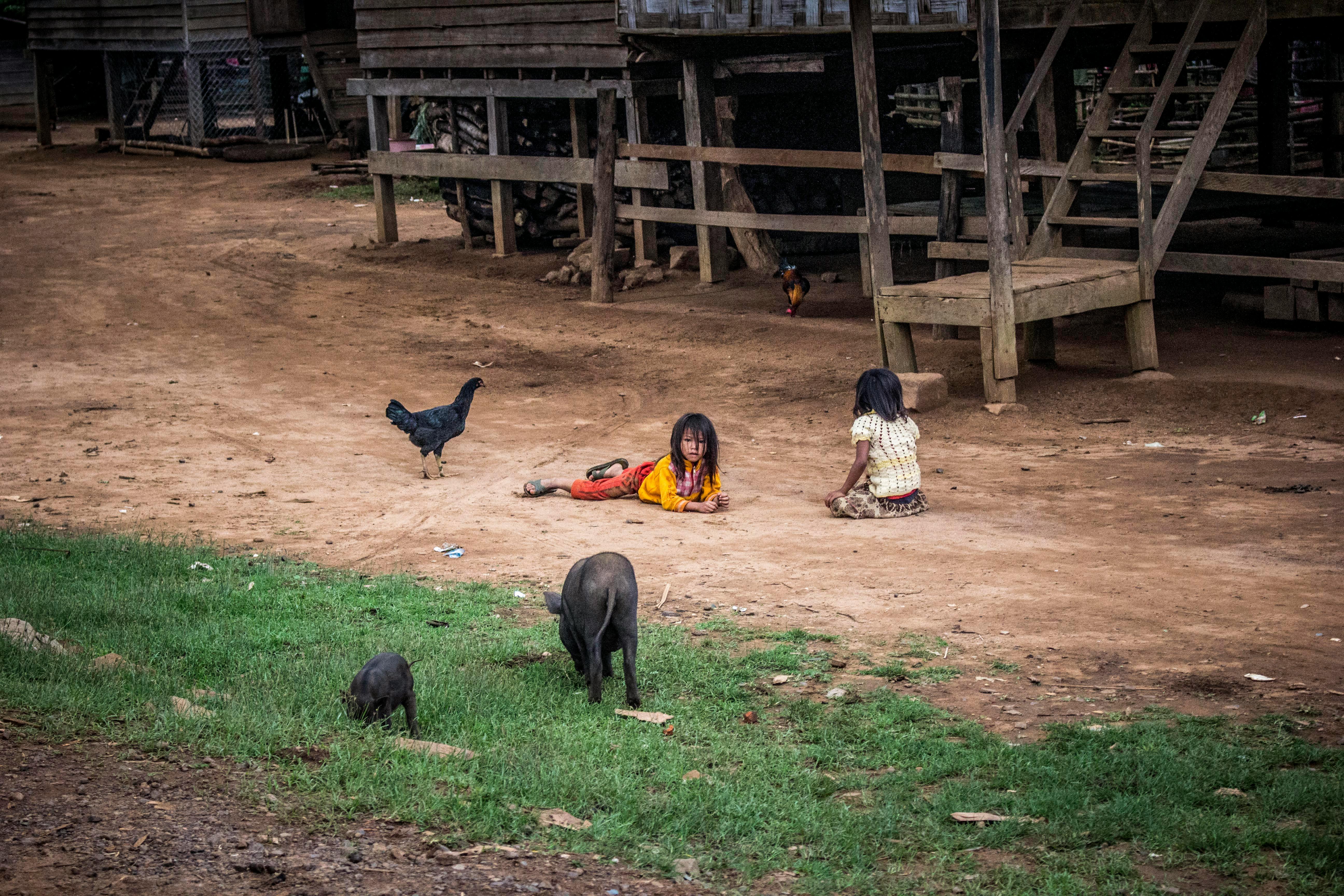 Effective Methods for Selecting Small Pig Breeds: A 2025 Guide