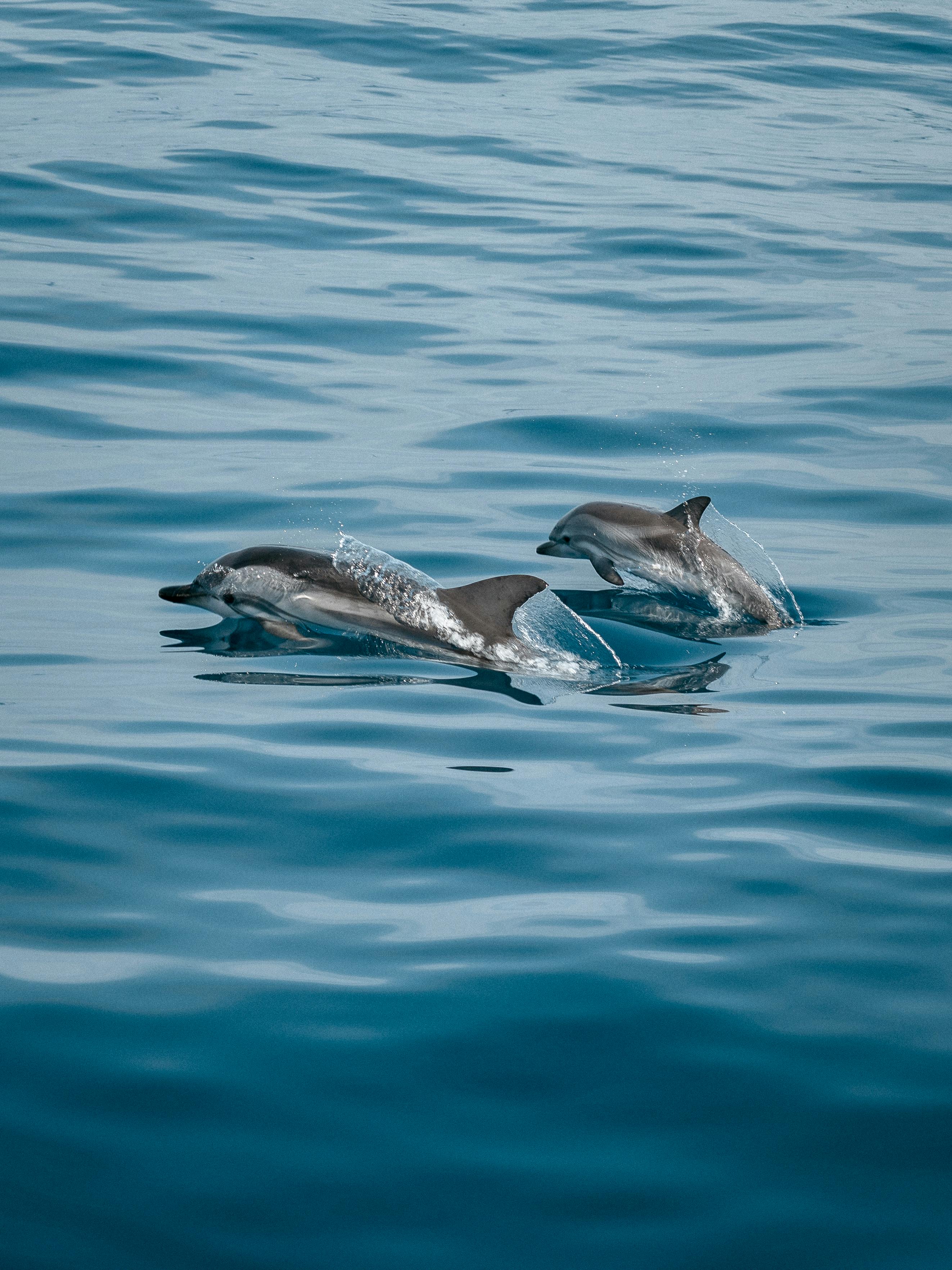 Effective Ways to Achieve Whale Lice Removal in 2025