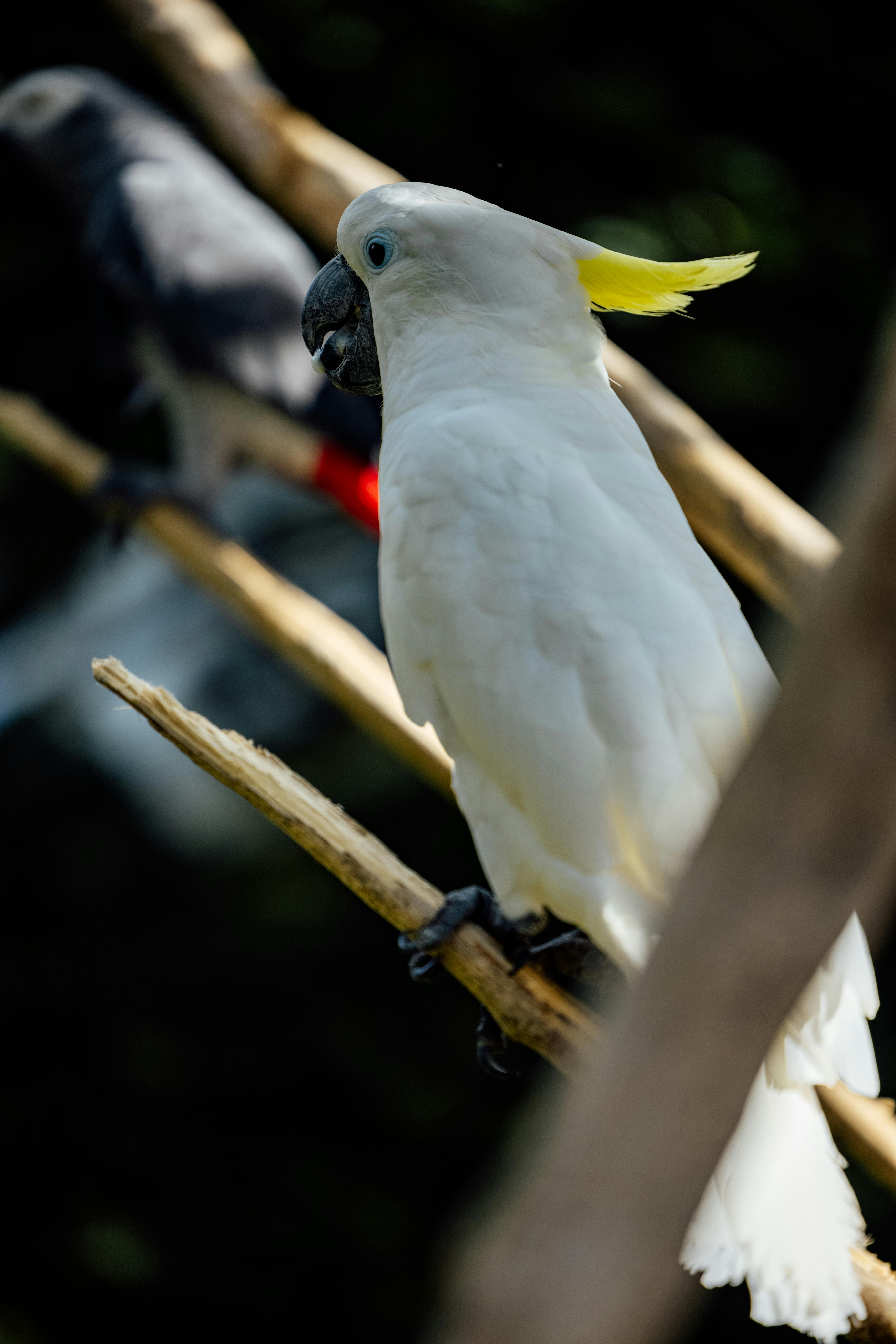 Discover Effective Ways to Care for Cardinal Plants in 2025