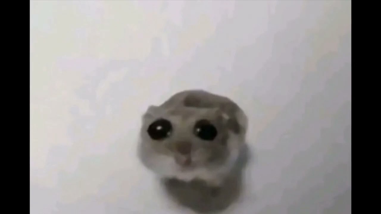 Sad Hamster Meme 1