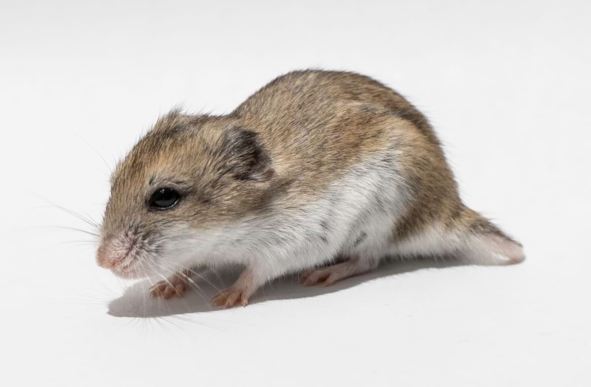 Chinese Dwarf Hamster