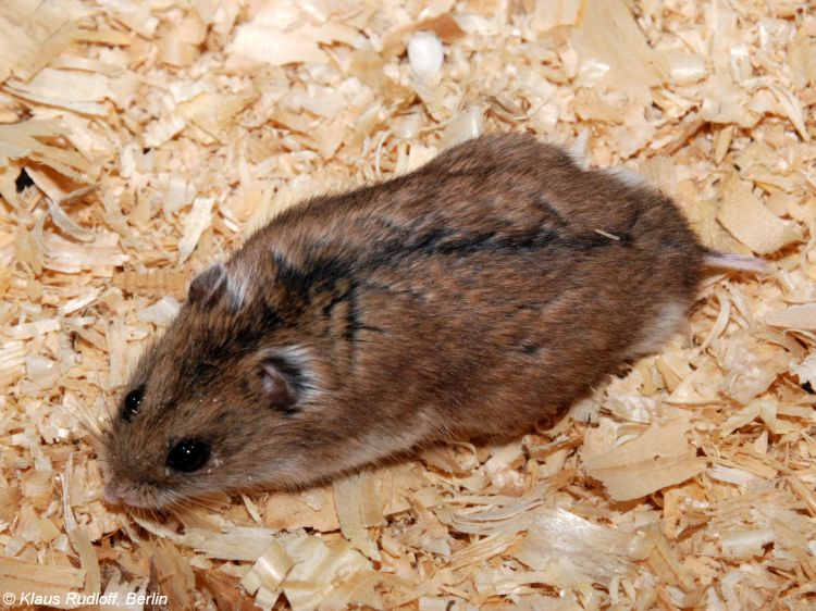 Chinese Dwarf Hamster