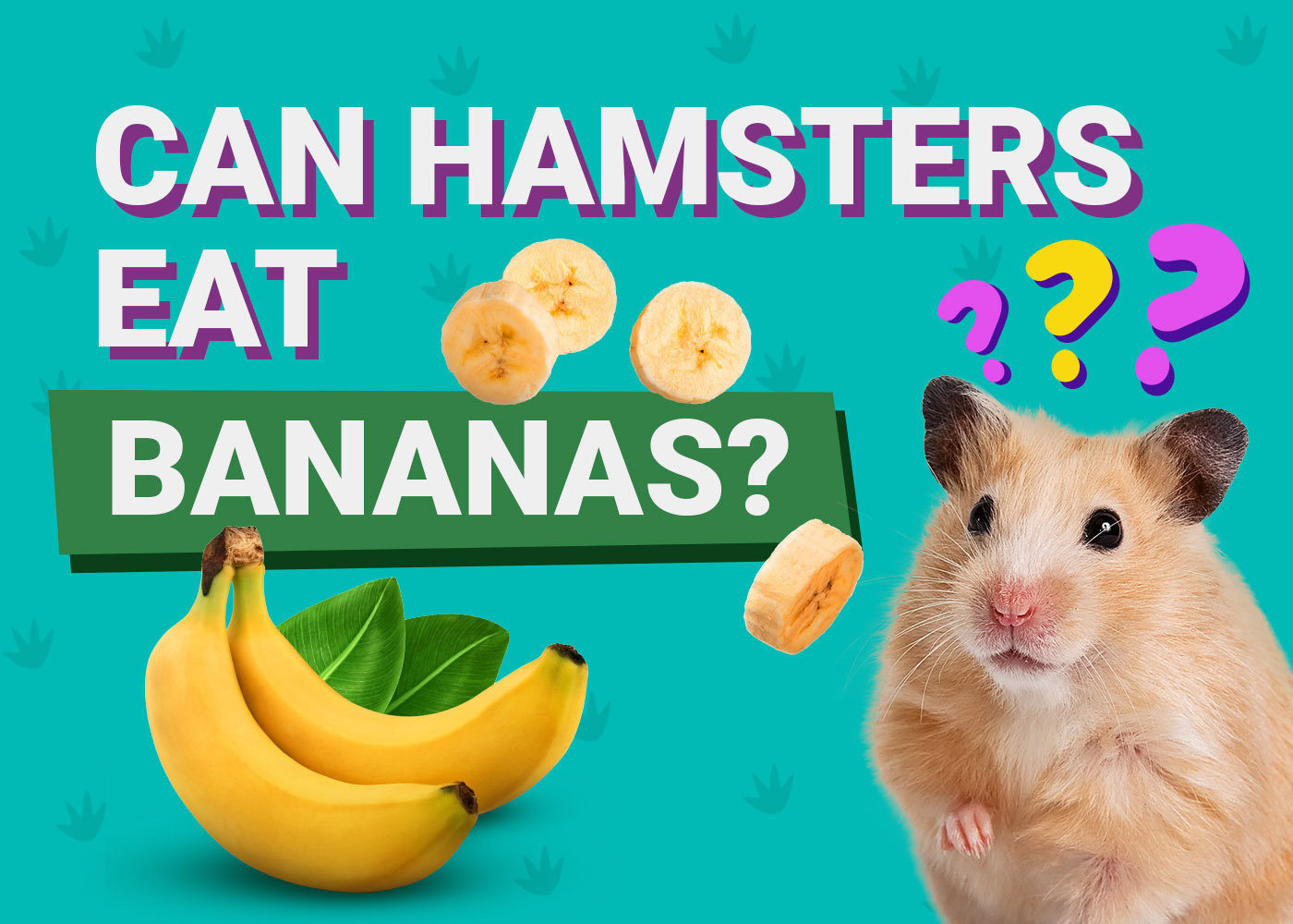 Hamster enjoying banana treat