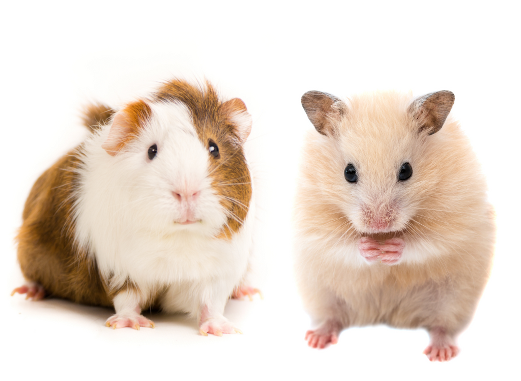 Guinea Pig vs Hamster Comparison