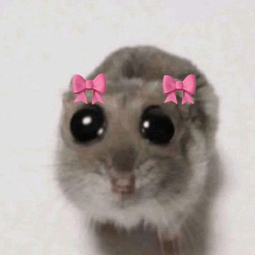 Sad hamster with a bow