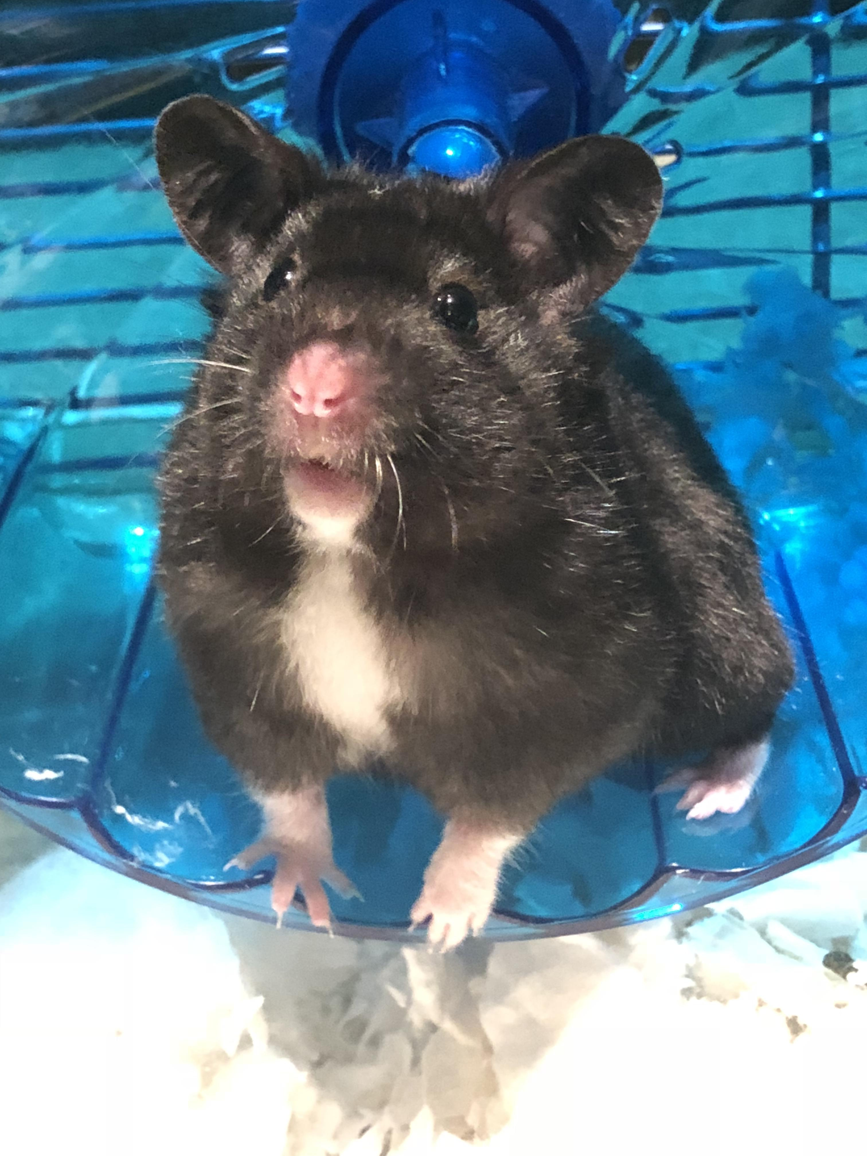 Black Bear Hamster