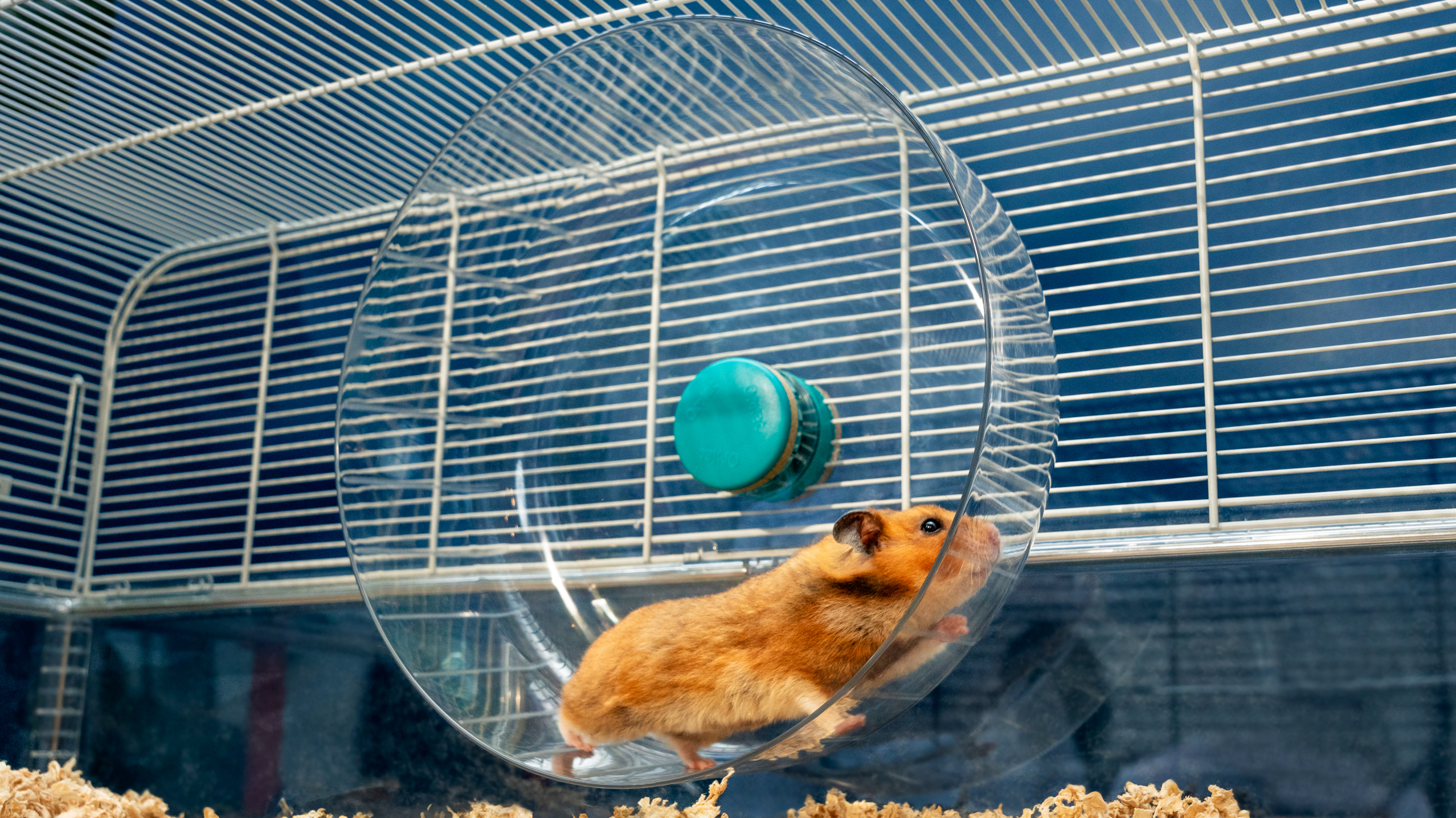 Healthy Hamster Life Expectancy