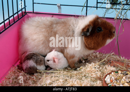 Guinea Pigs for Sale