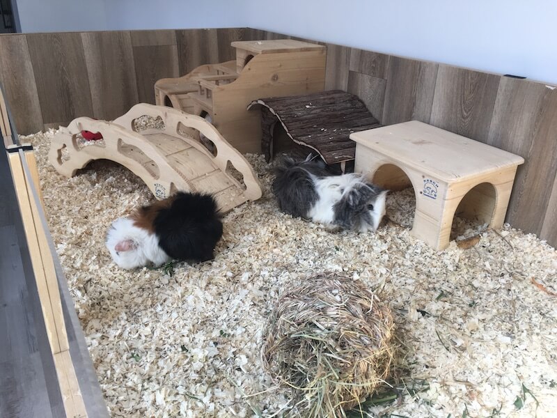 Cozy bedding for guinea pigs