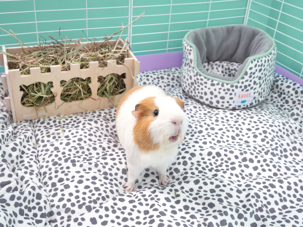 Types of guinea pig bedding