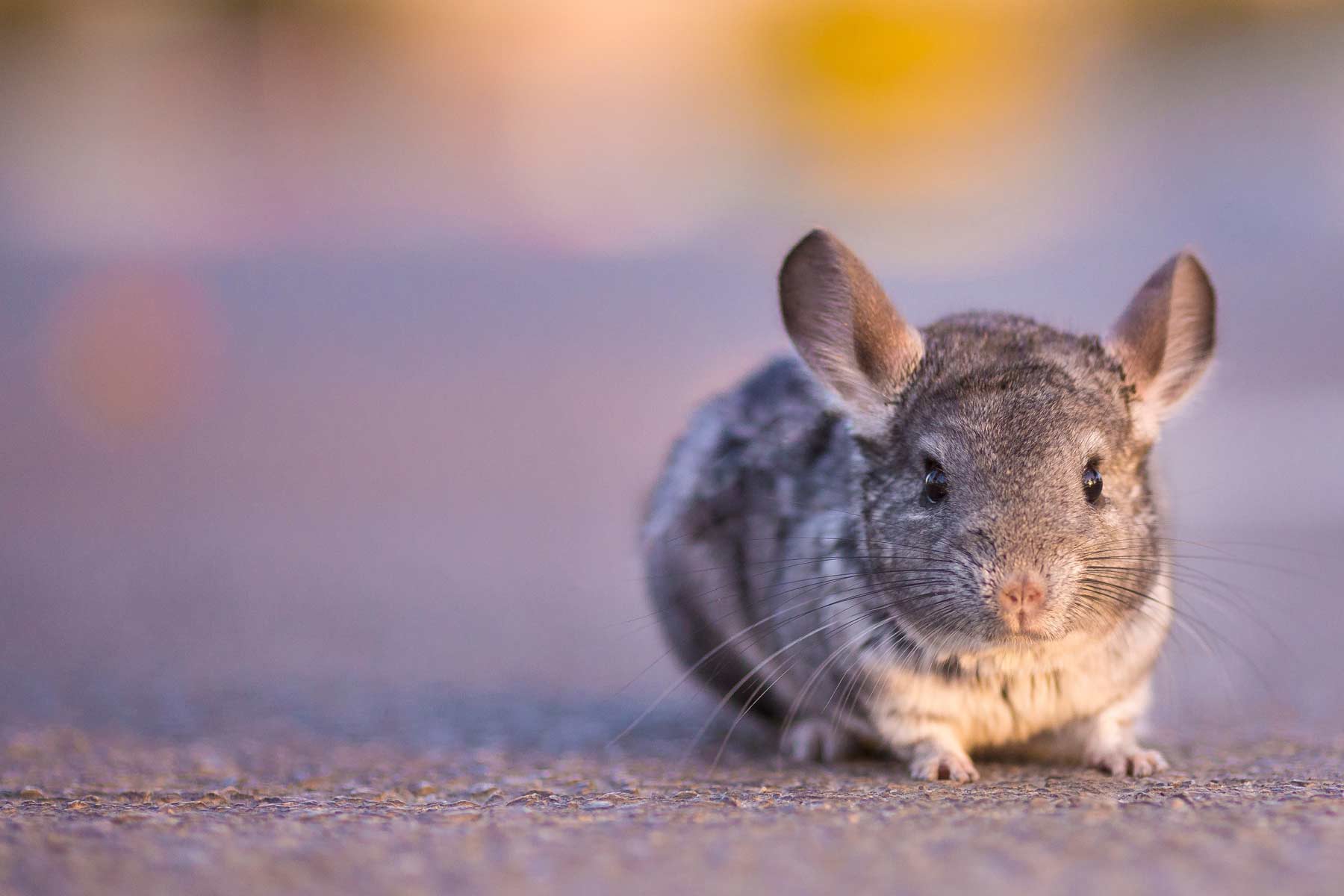 Chinchilla Pricing Info