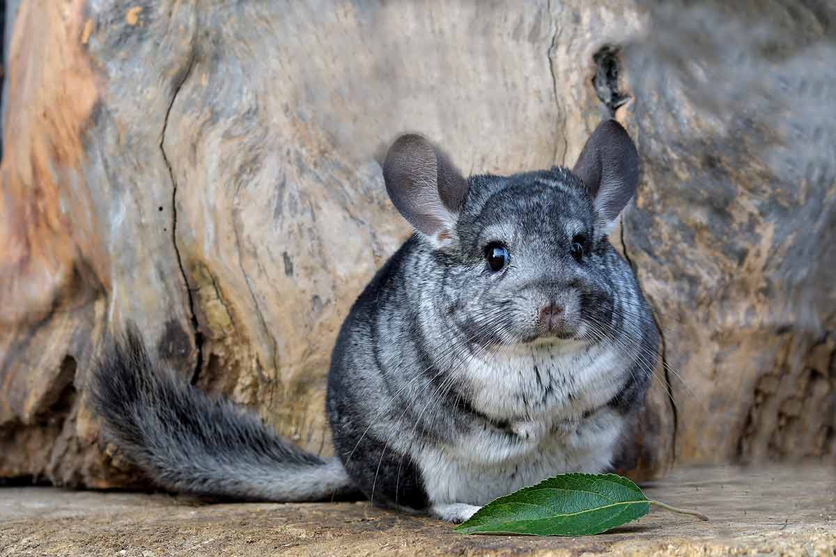 Information on Chinchillas