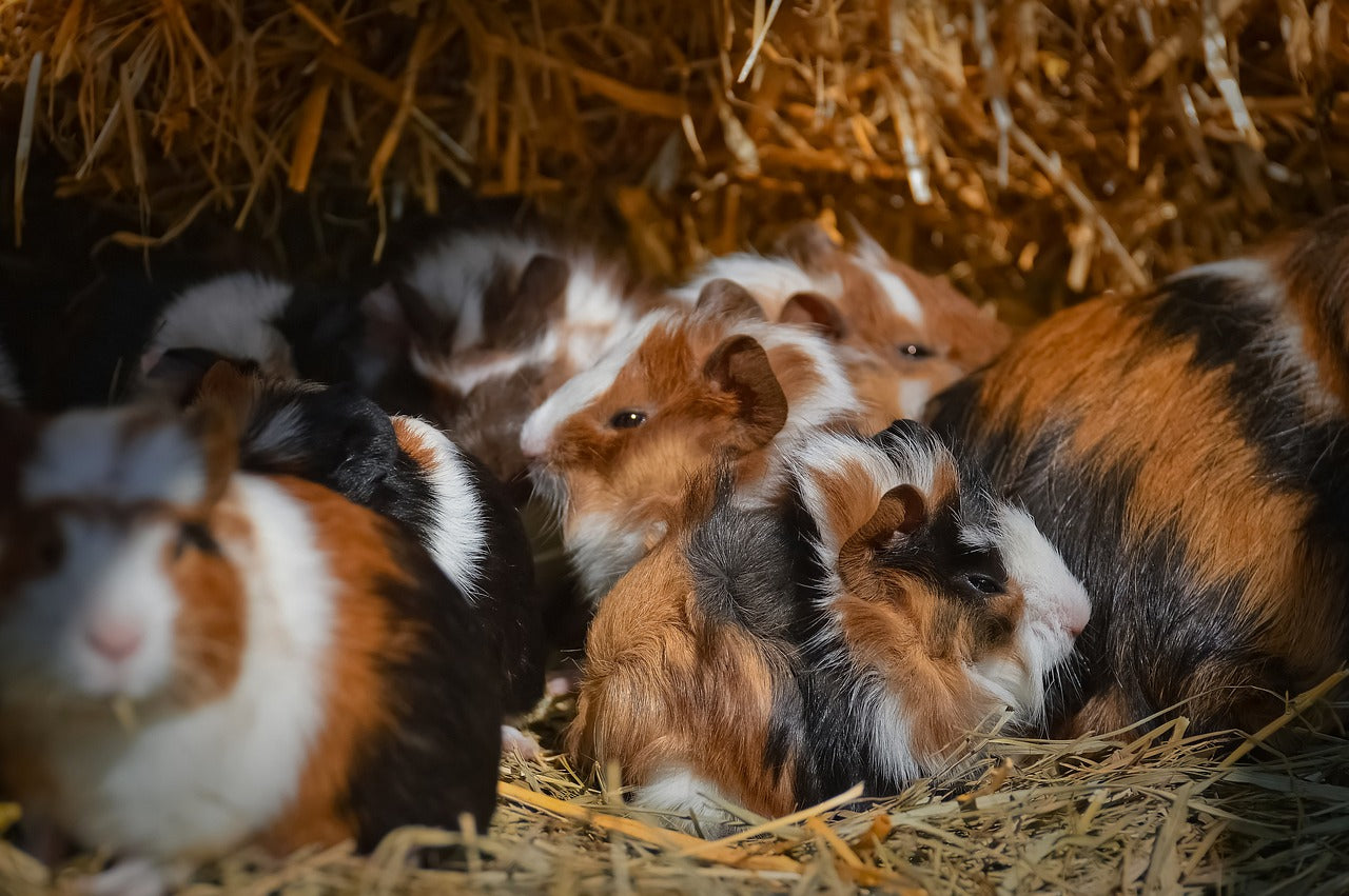 Caring for Guinea pigs