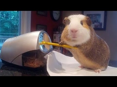 Happy Guinea Pig