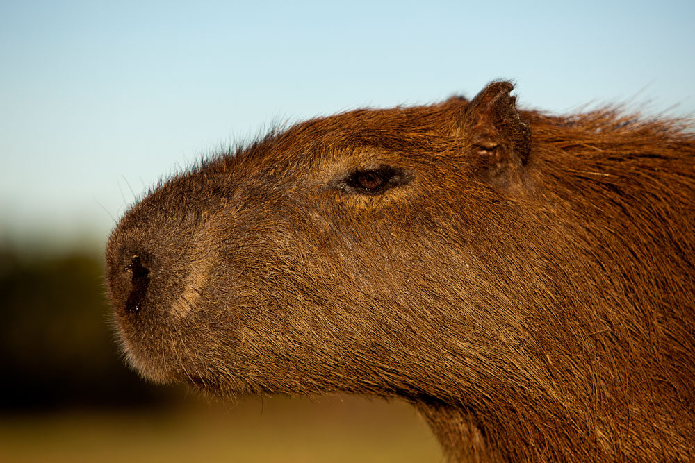 Big Guinea Pig