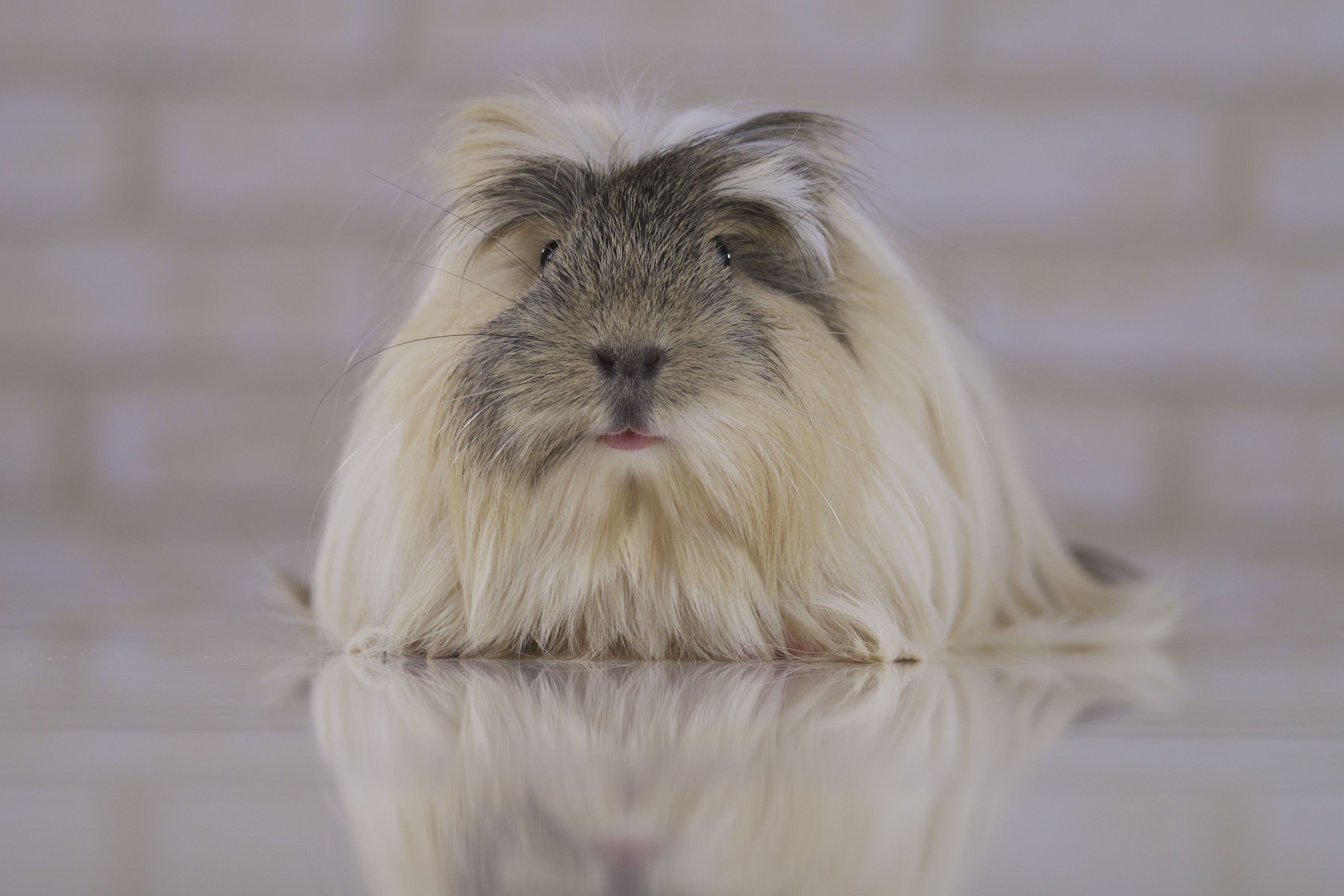 Fluffy Guinea Pig