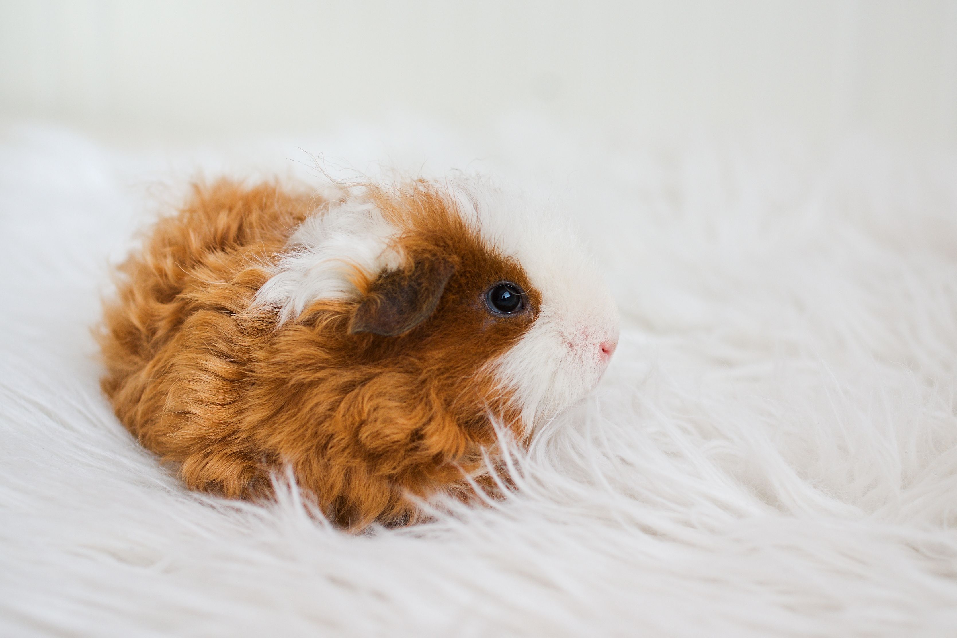 Cute Fluffy Guinea Pig