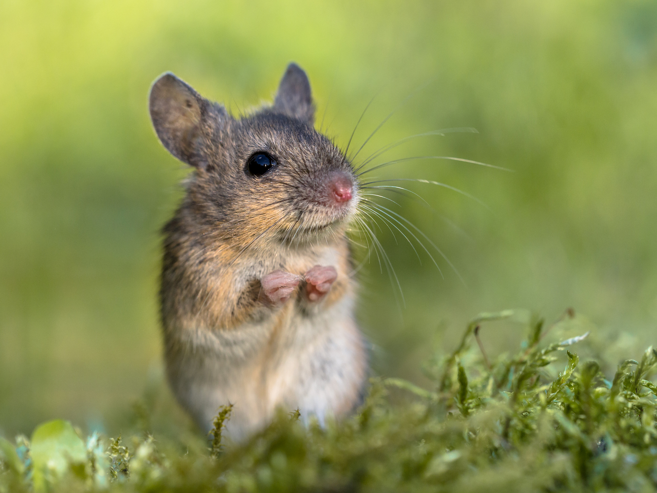 Mice Problem Solving