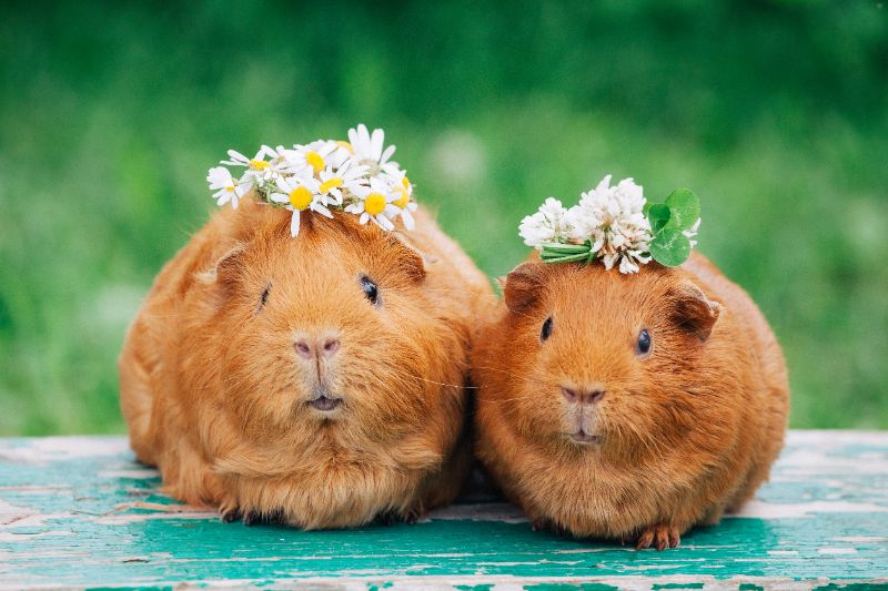 Cute guinea pig breed