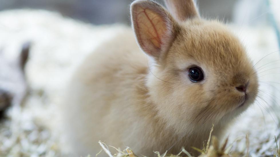 Smallest rabbit breed