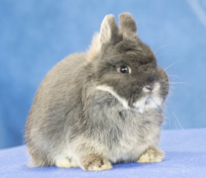 Mini rabbits and their habitats