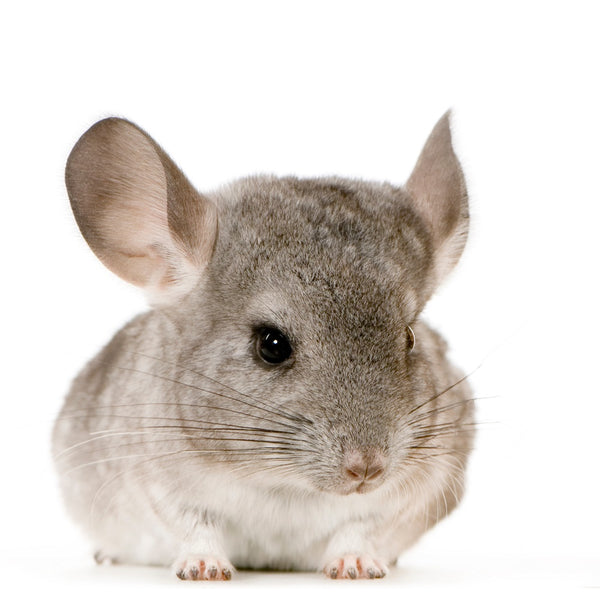 Cute Chinchilla