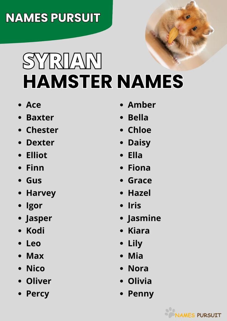 Adorable Girl Hamster Names