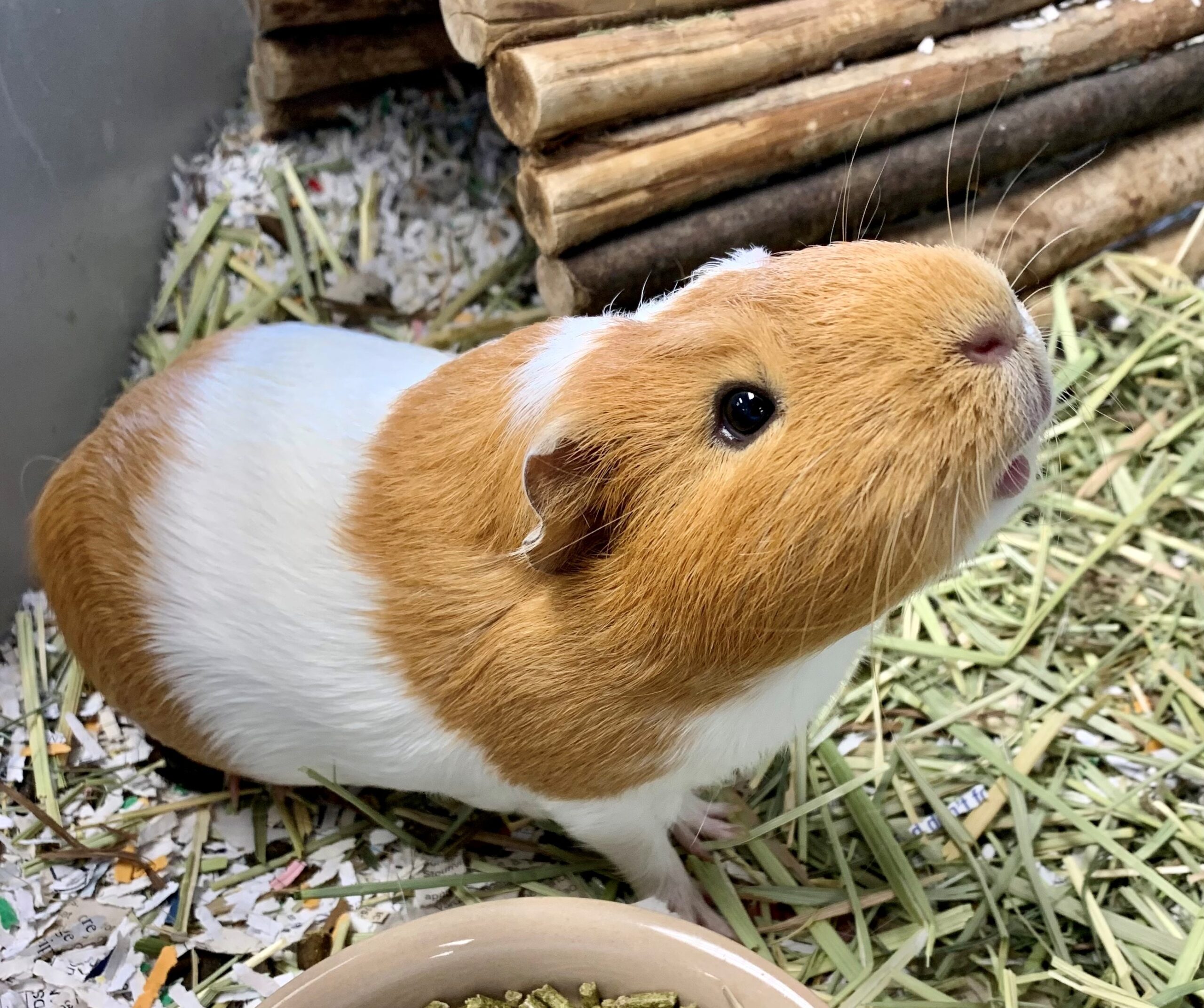 Adorable Guinea Pig