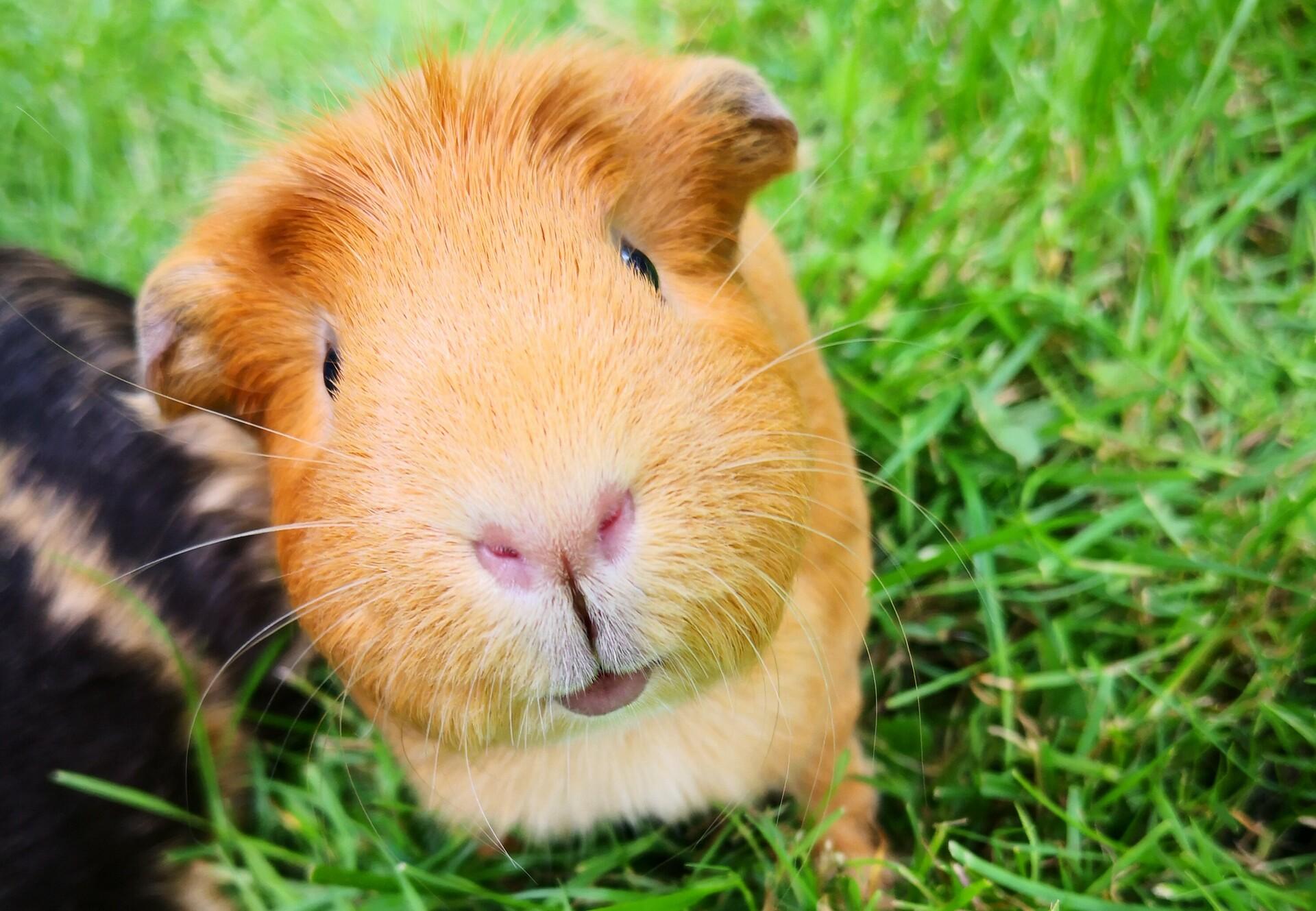 Cute Guinea Pig in the Garden