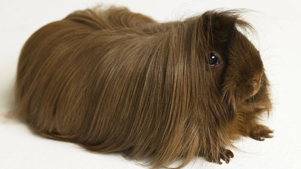 Long Hair Guinea Pig With Friendly Behavior